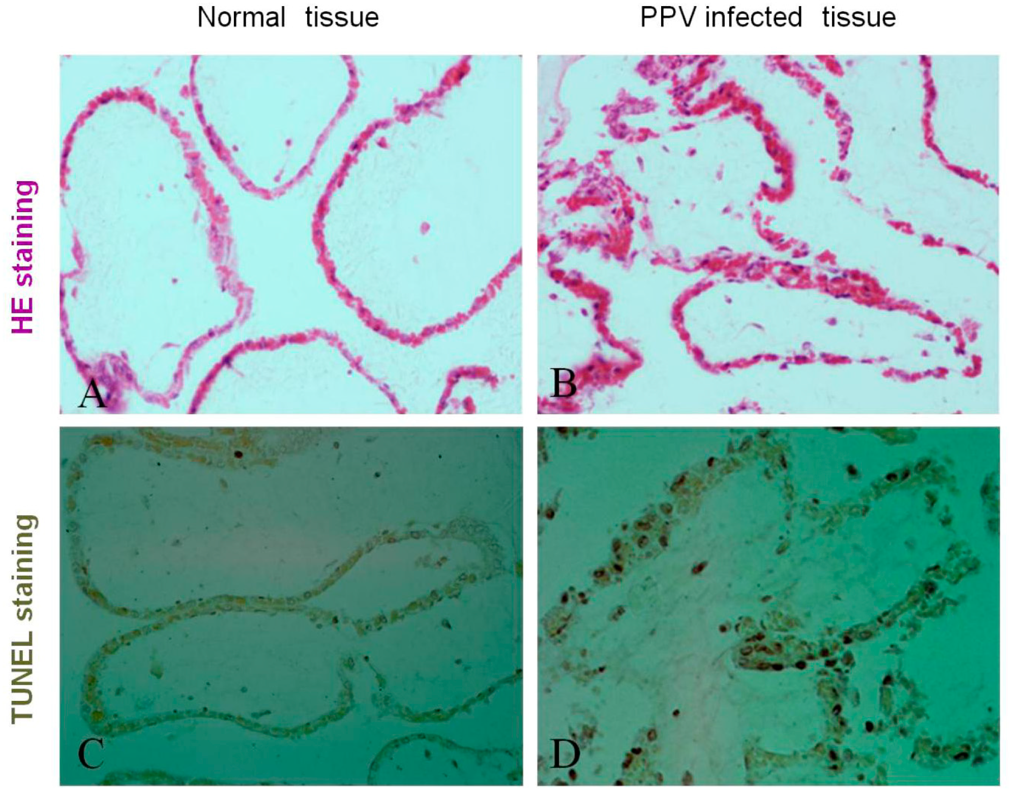 Viruses 11 00389 g001 Viruses 11 00389 g001