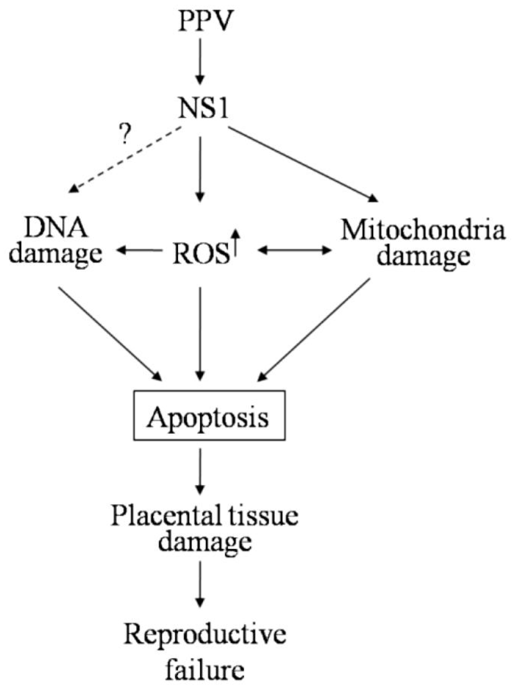 Viruses 11 00389 g008 Viruses 11 00389 g008