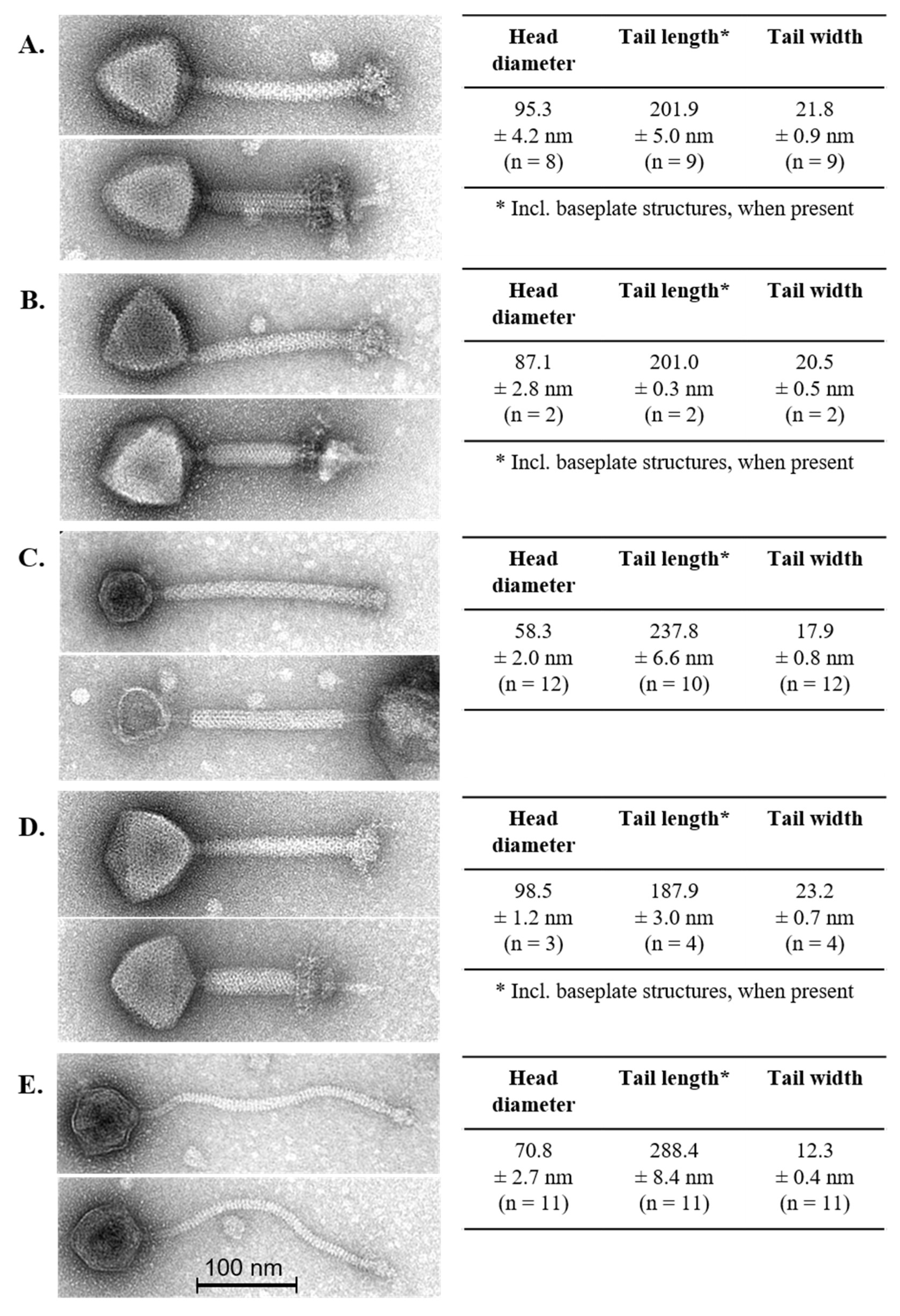 Viruses 11 00393 g001