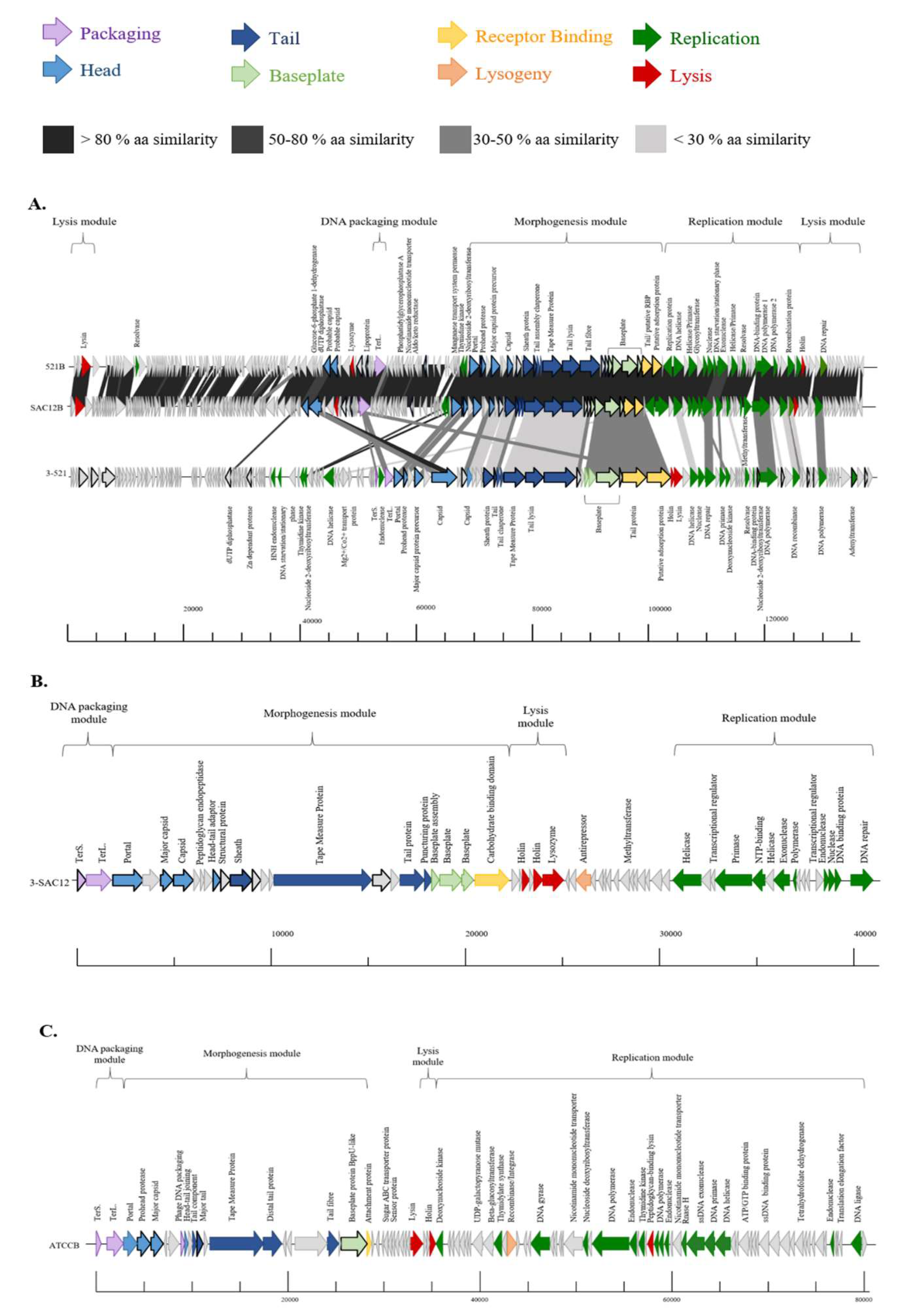 Viruses 11 00393 g003