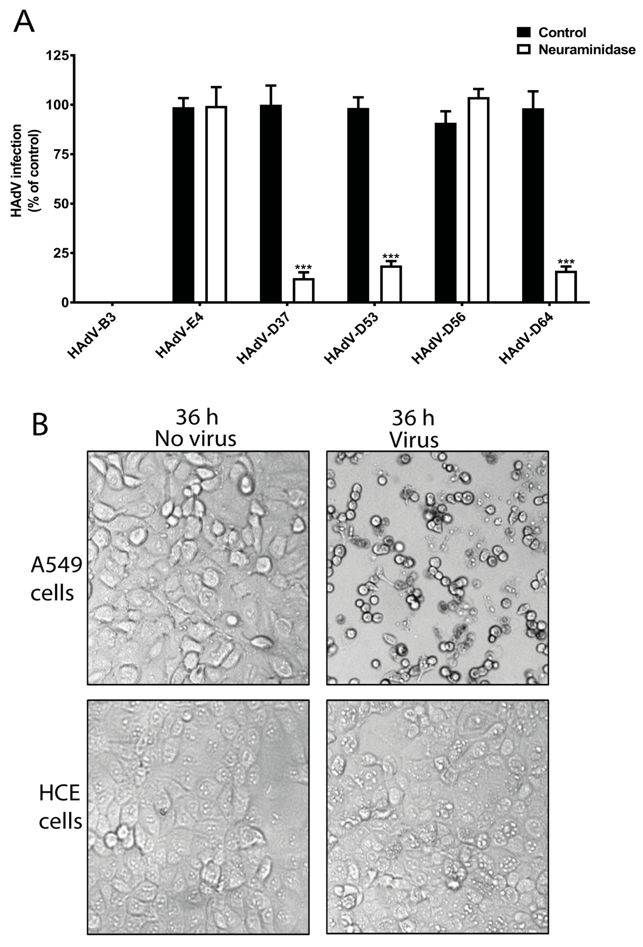 Viruses 11 00395 g002
