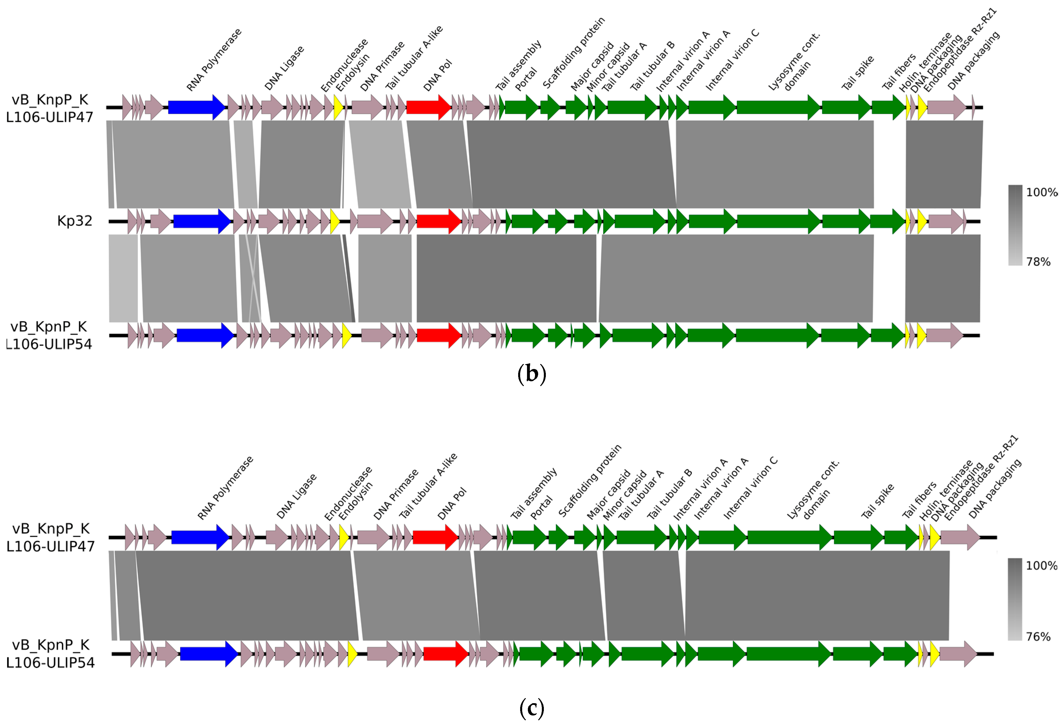 Viruses 11 00411 g001b