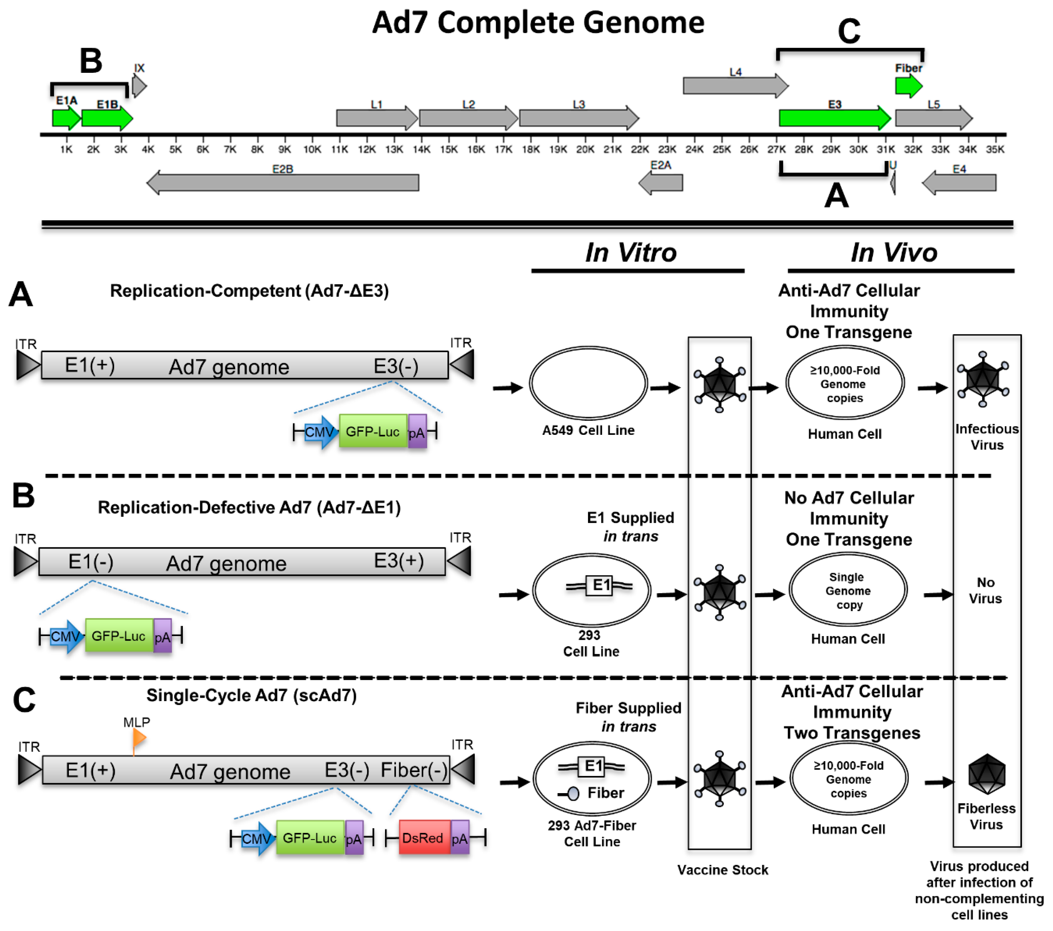 Viruses 11 00413 g001