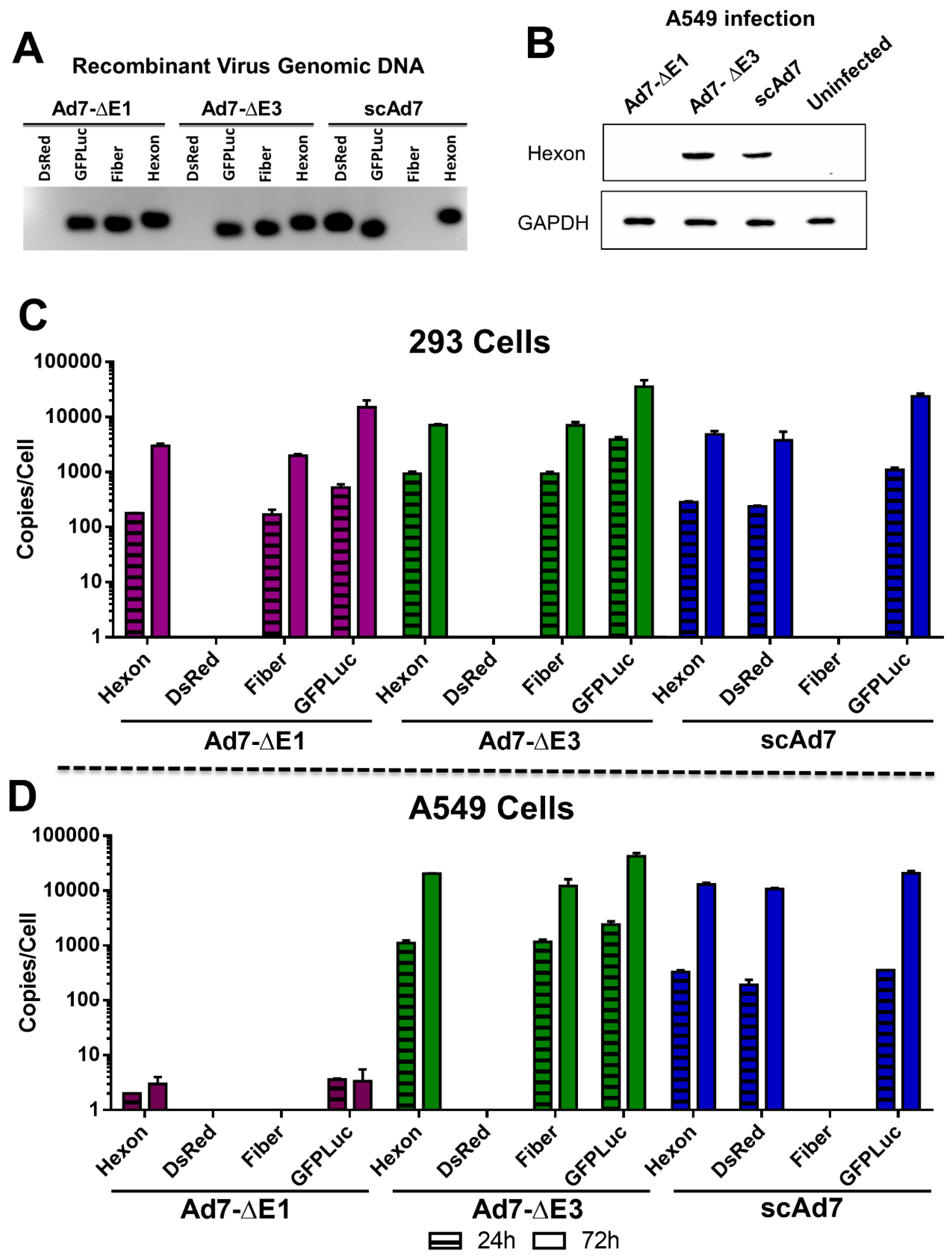 Viruses 11 00413 g003