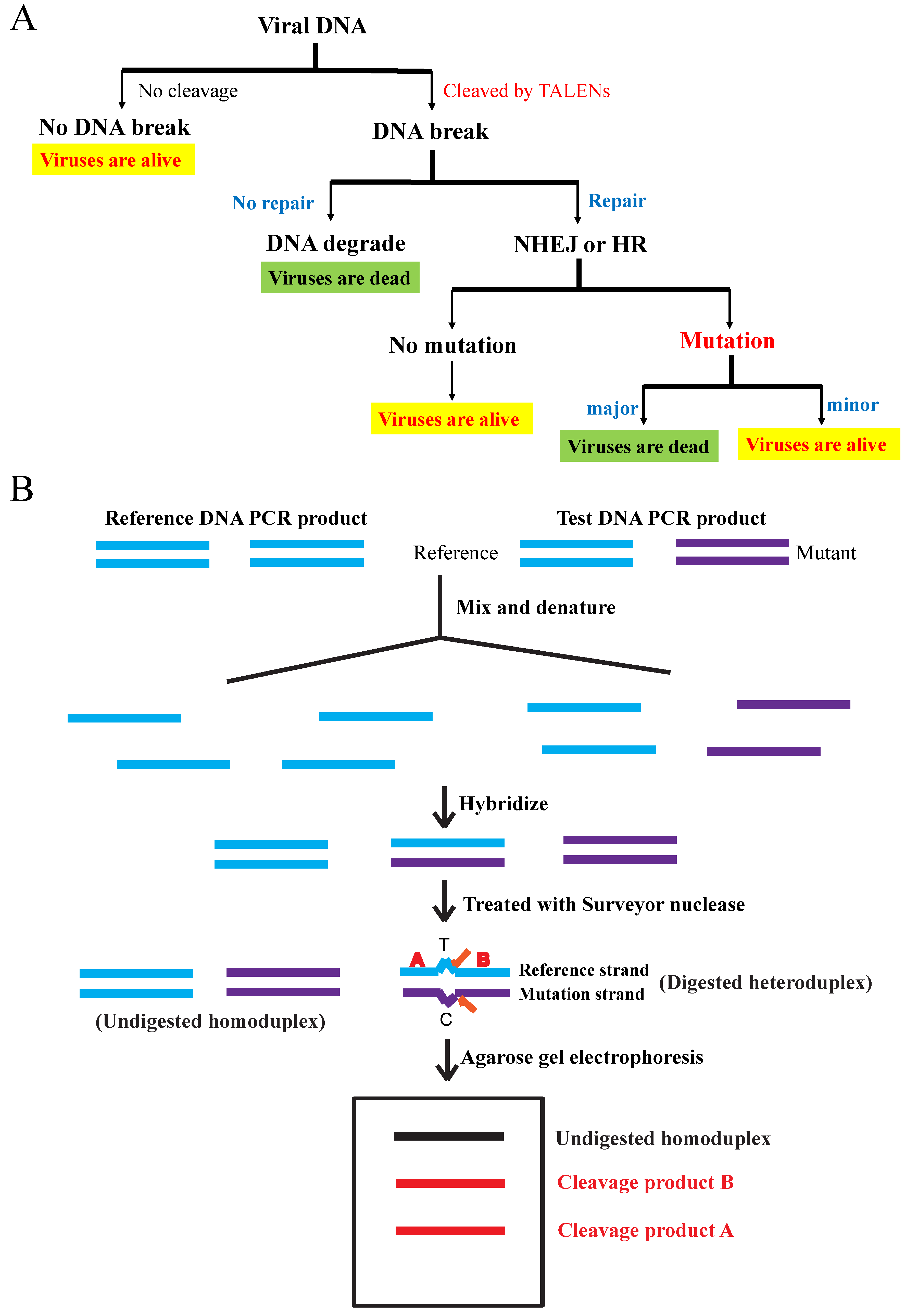 Viruses 11 00414 g006