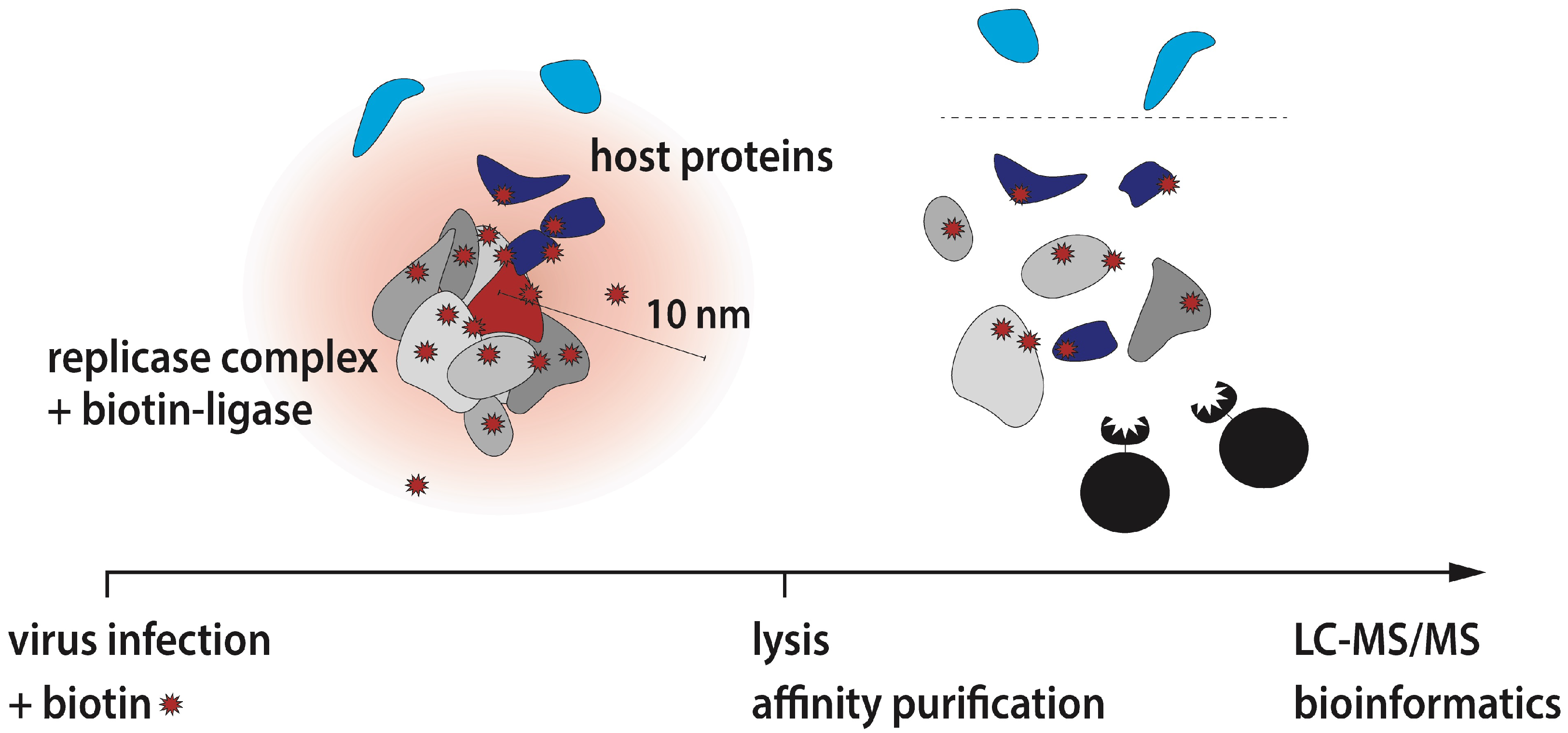 Viruses 11 00420 g001