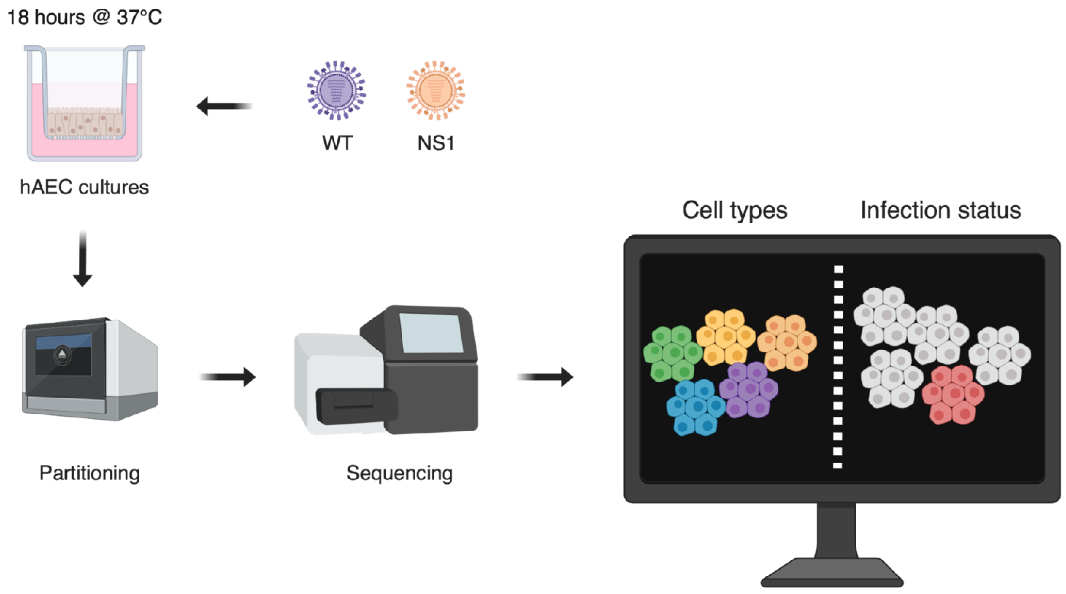 Viruses 11 00420 g002