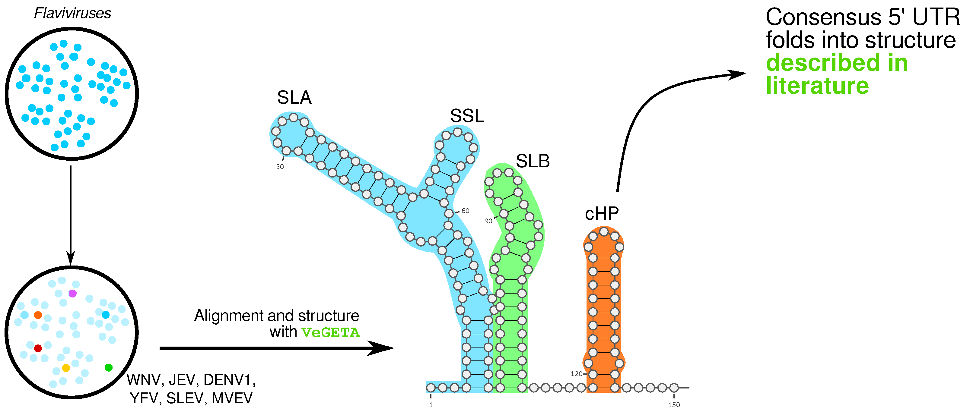 Viruses 11 00420 g007