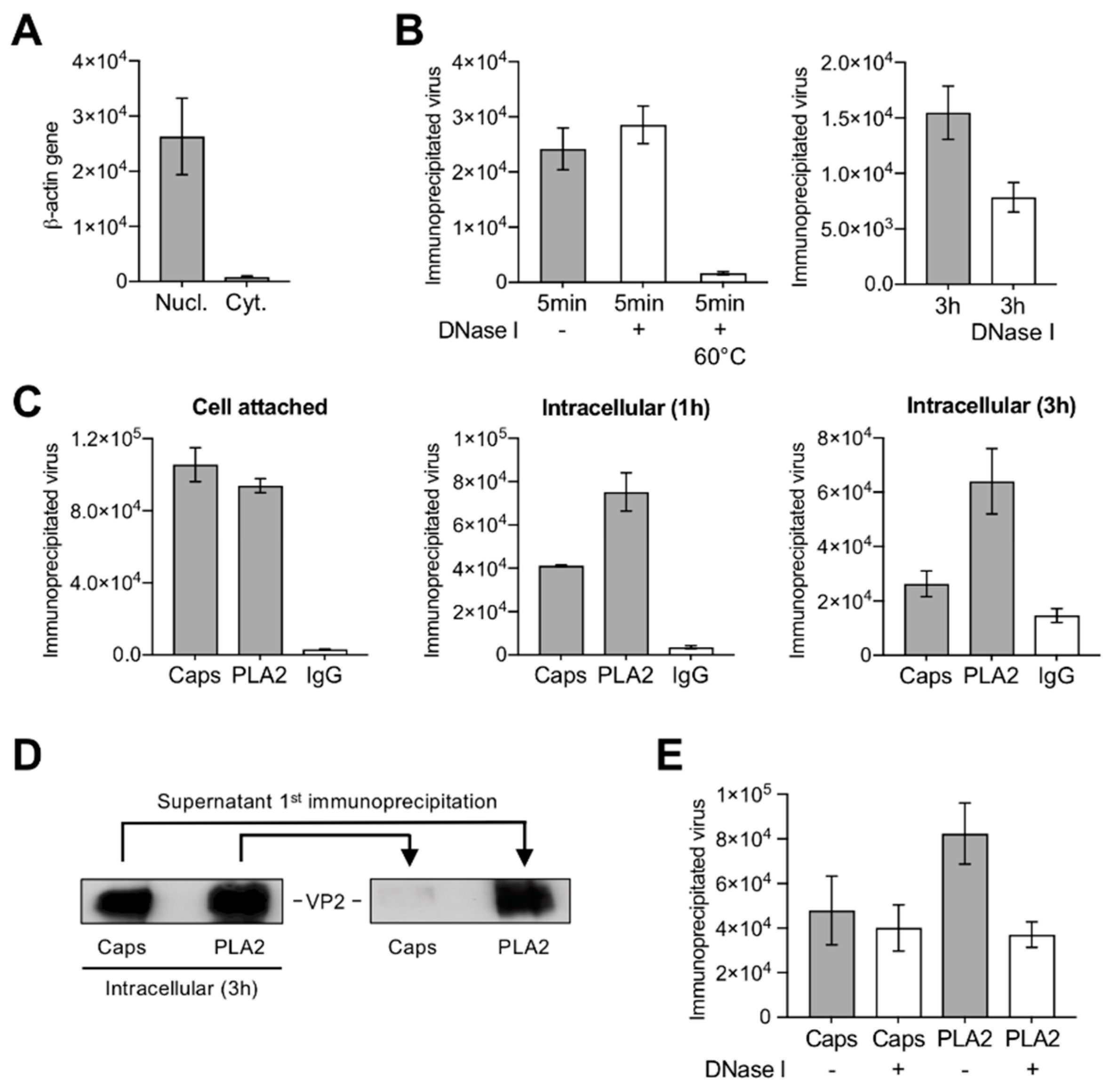 Viruses 11 00430 g004