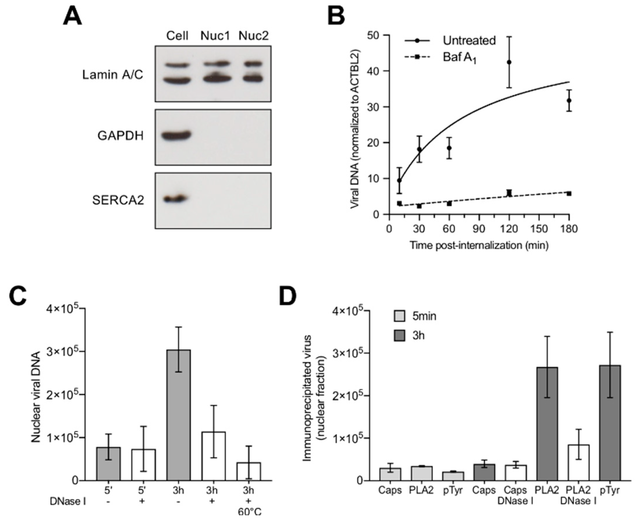 Viruses 11 00430 g006