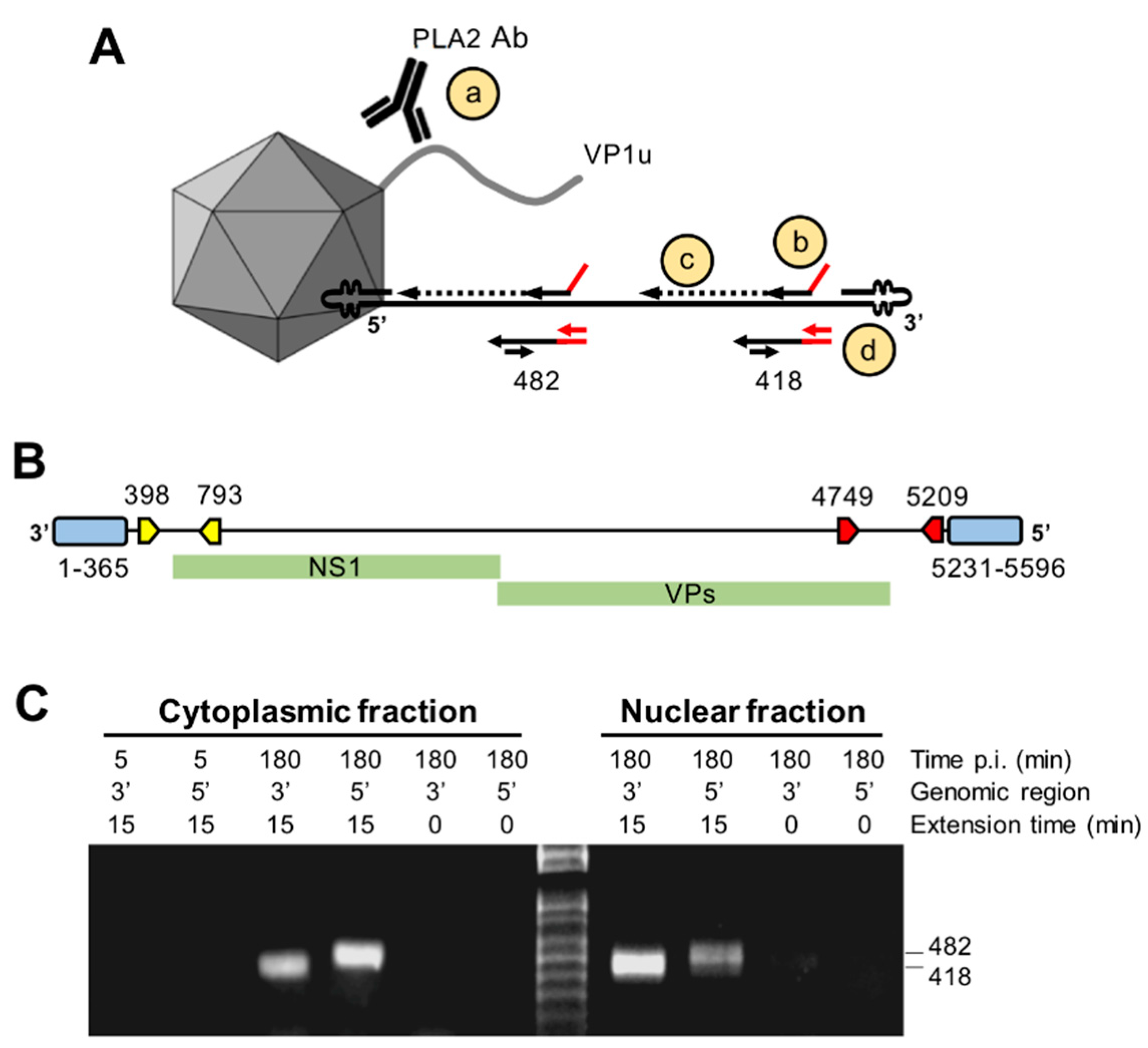 Viruses 11 00430 g008