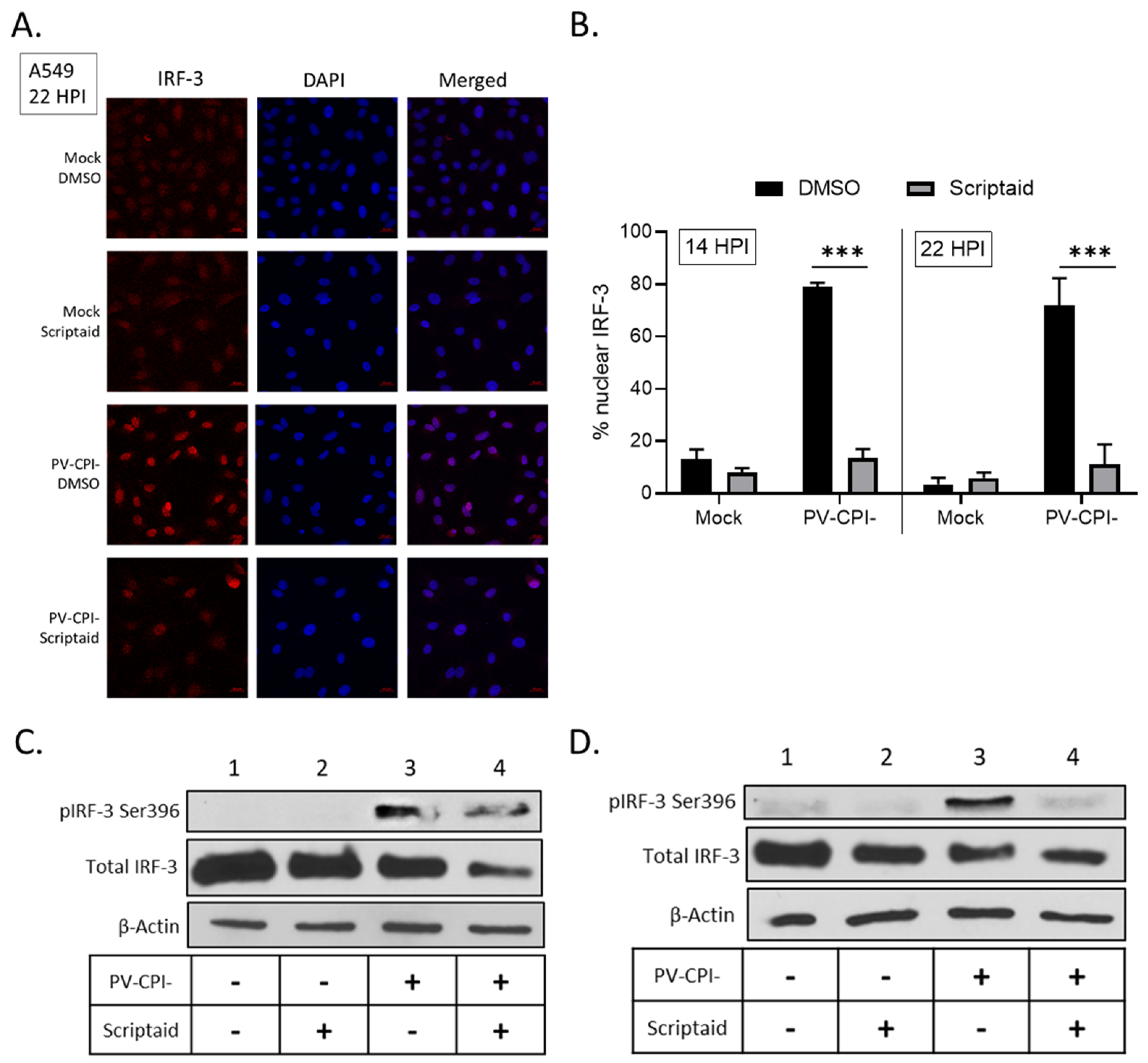 Viruses 11 00431 g007