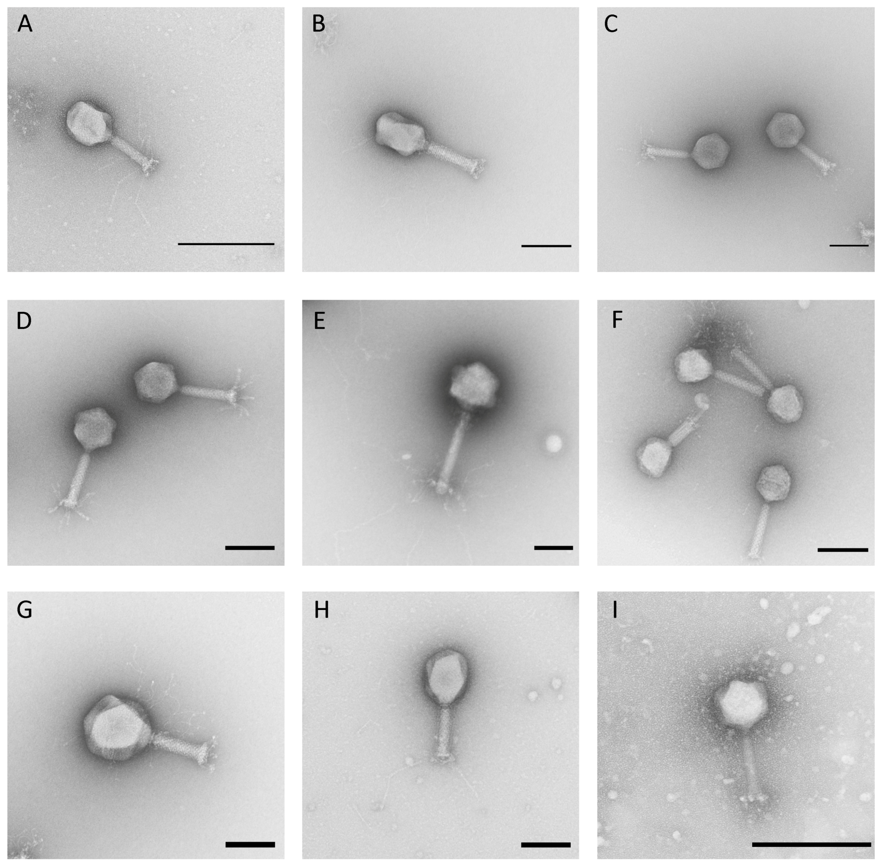 Viruses 11 00454 g001 Viruses 11 00454 g001