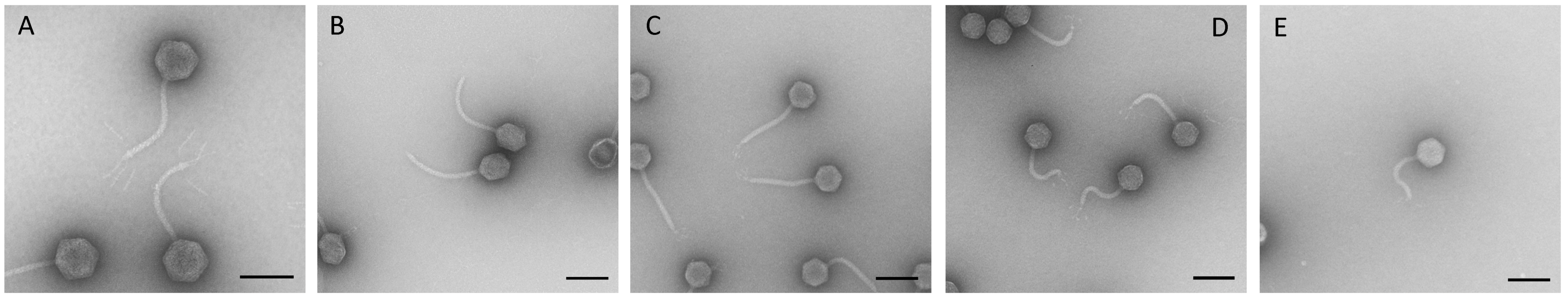 Viruses 11 00454 g002 Viruses 11 00454 g002