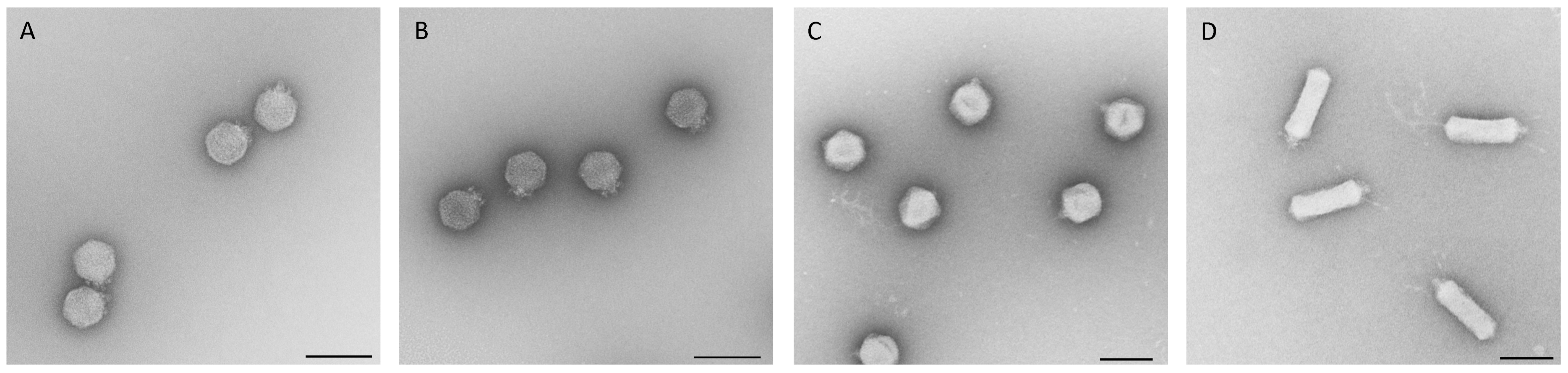 Viruses 11 00454 g003 Viruses 11 00454 g003