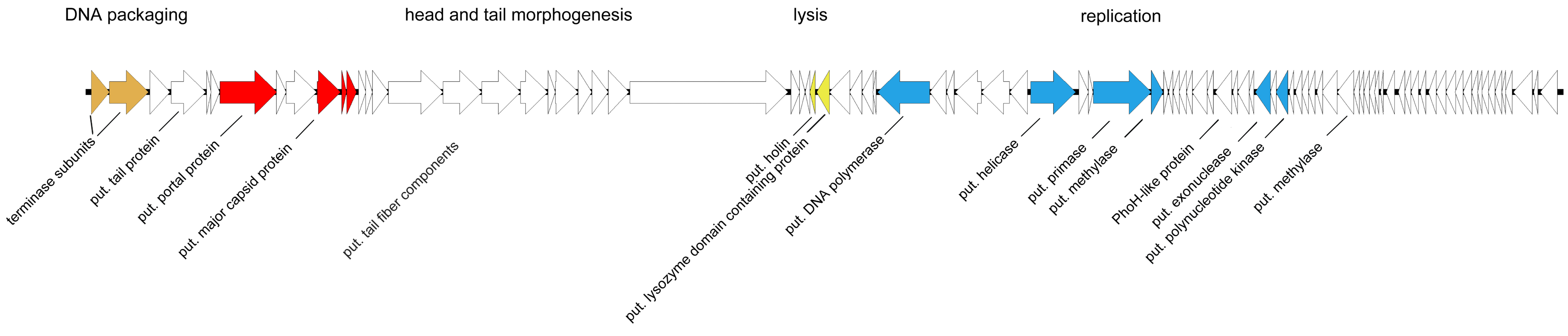 Viruses 11 00454 g008 Viruses 11 00454 g008