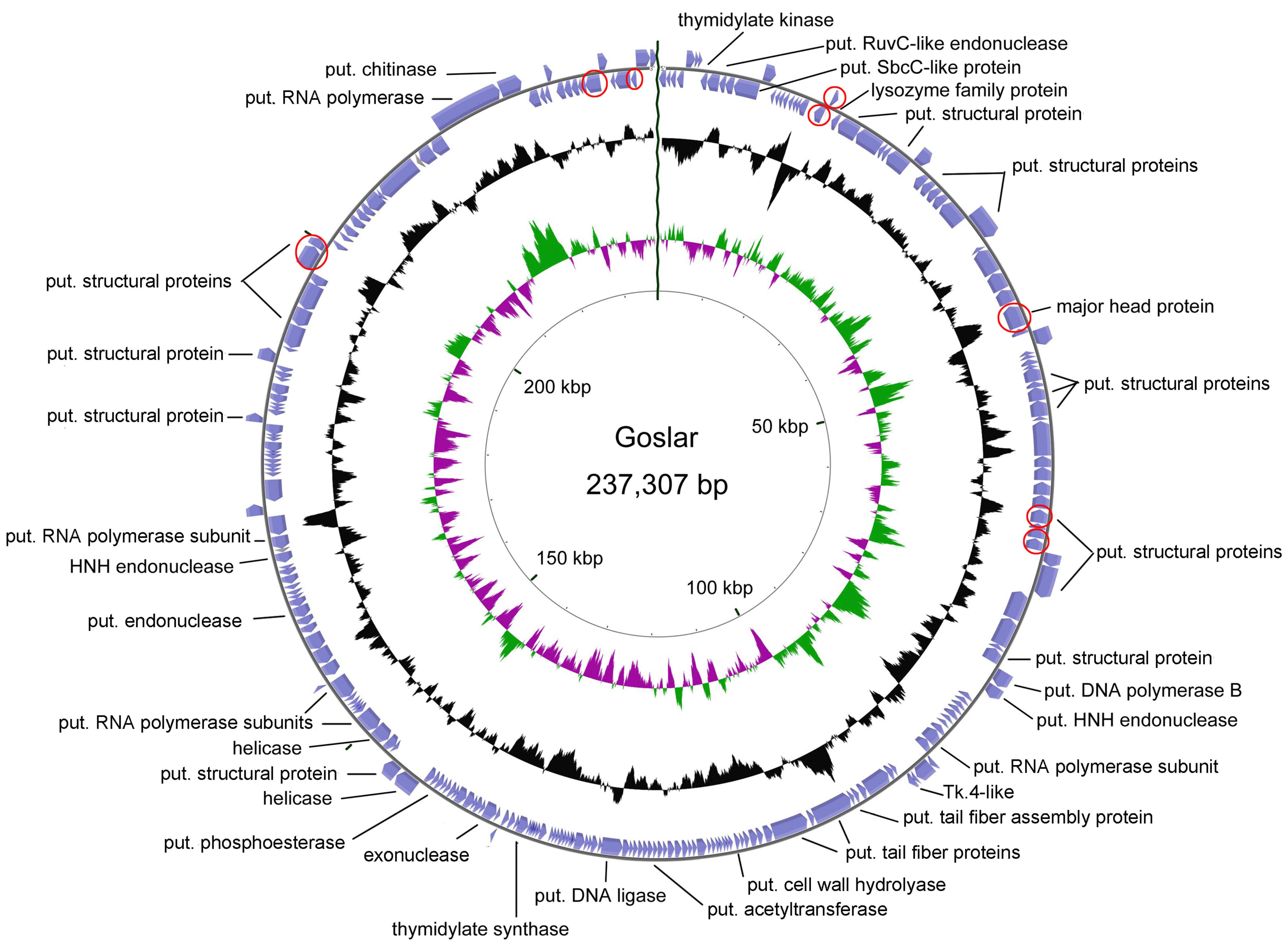 Viruses 11 00454 g010 Viruses 11 00454 g010