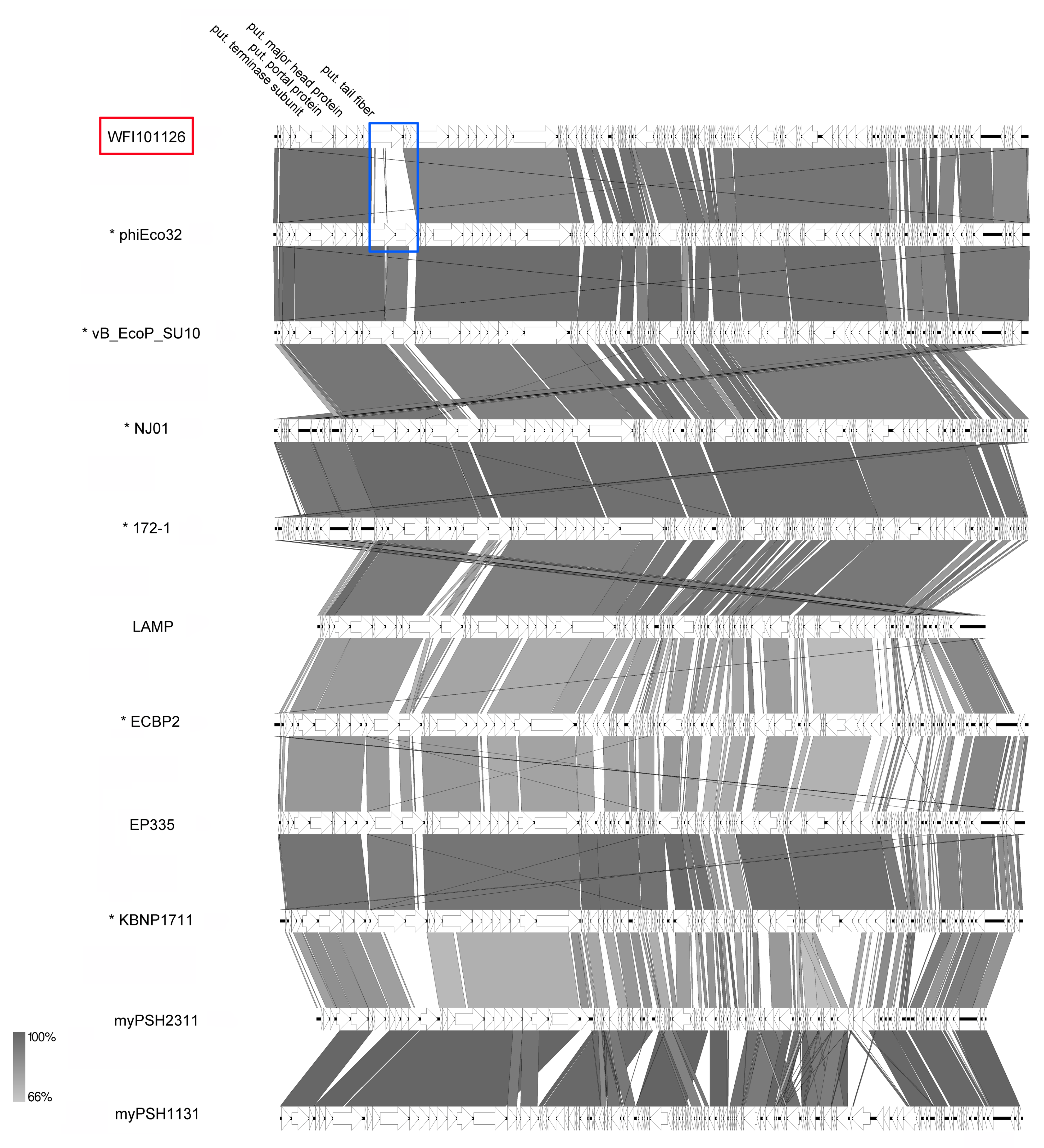 Viruses 11 00454 g011 Viruses 11 00454 g011