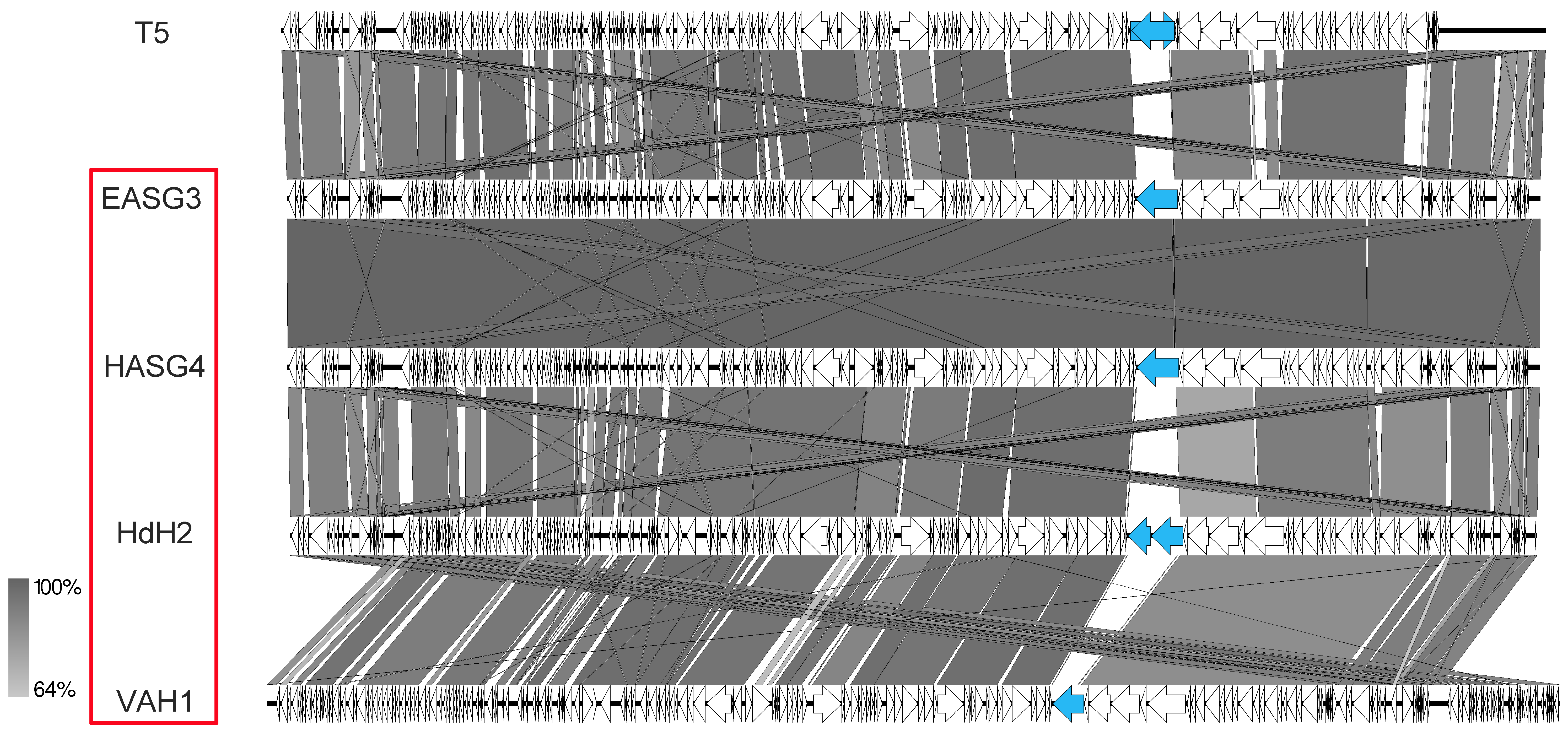 Viruses 11 00454 g013 Viruses 11 00454 g013