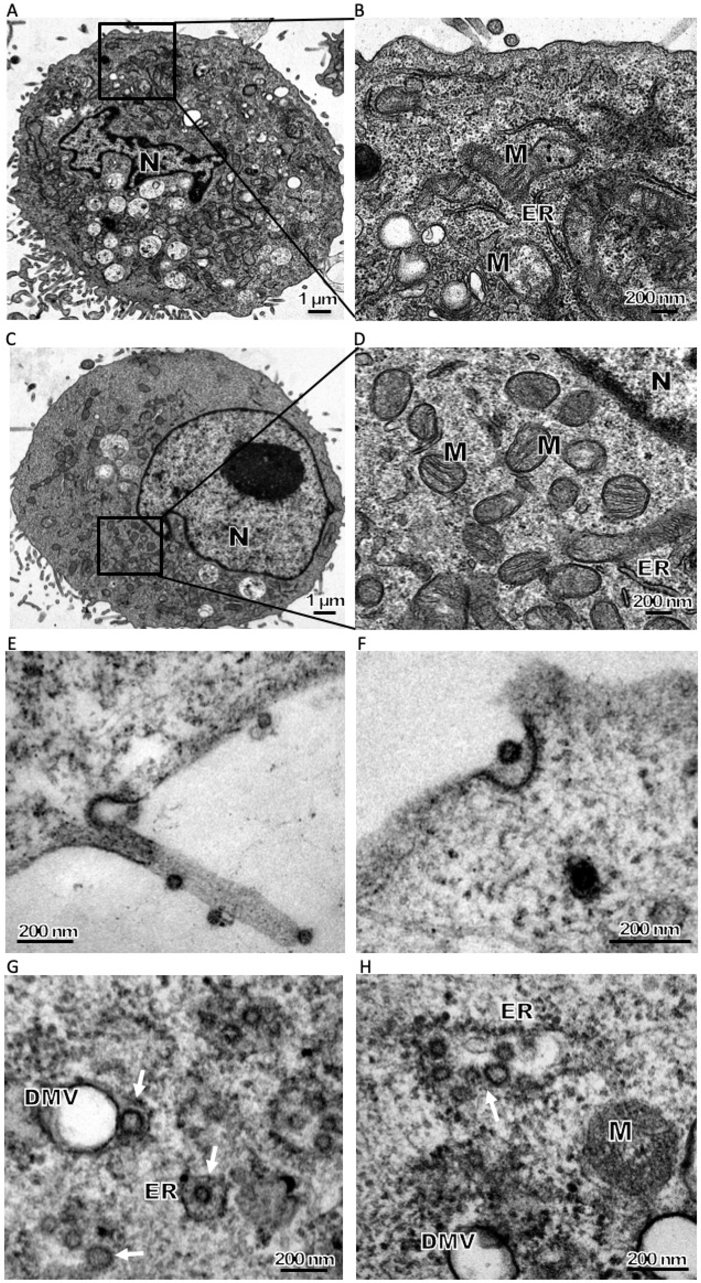 Viruses 11 00455 g002a