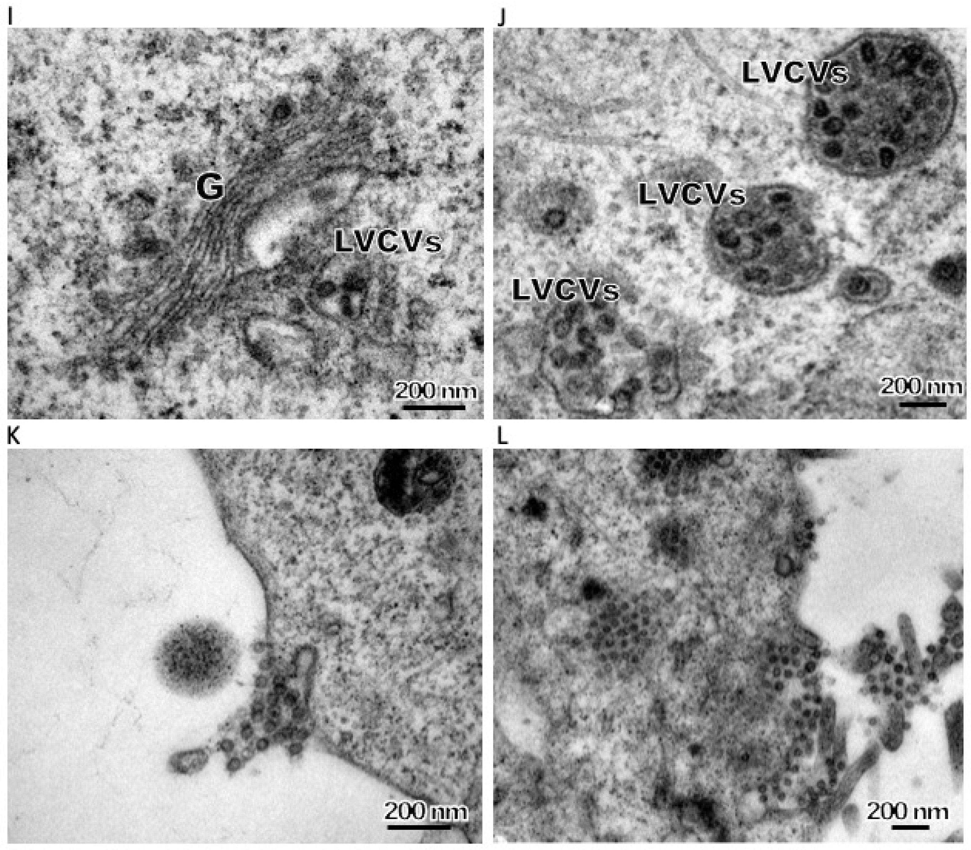 Viruses 11 00455 g002b