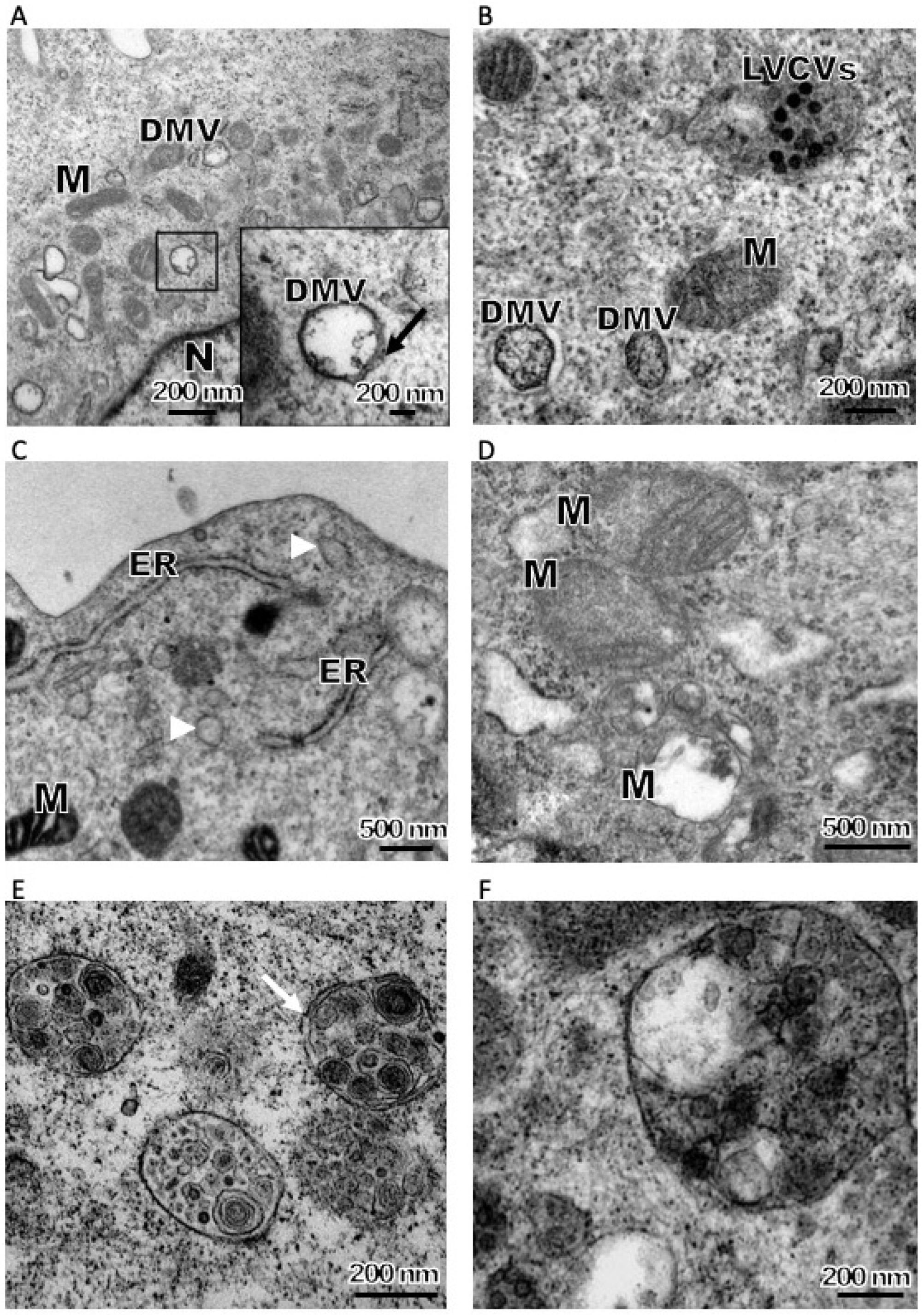 Viruses 11 00455 g003