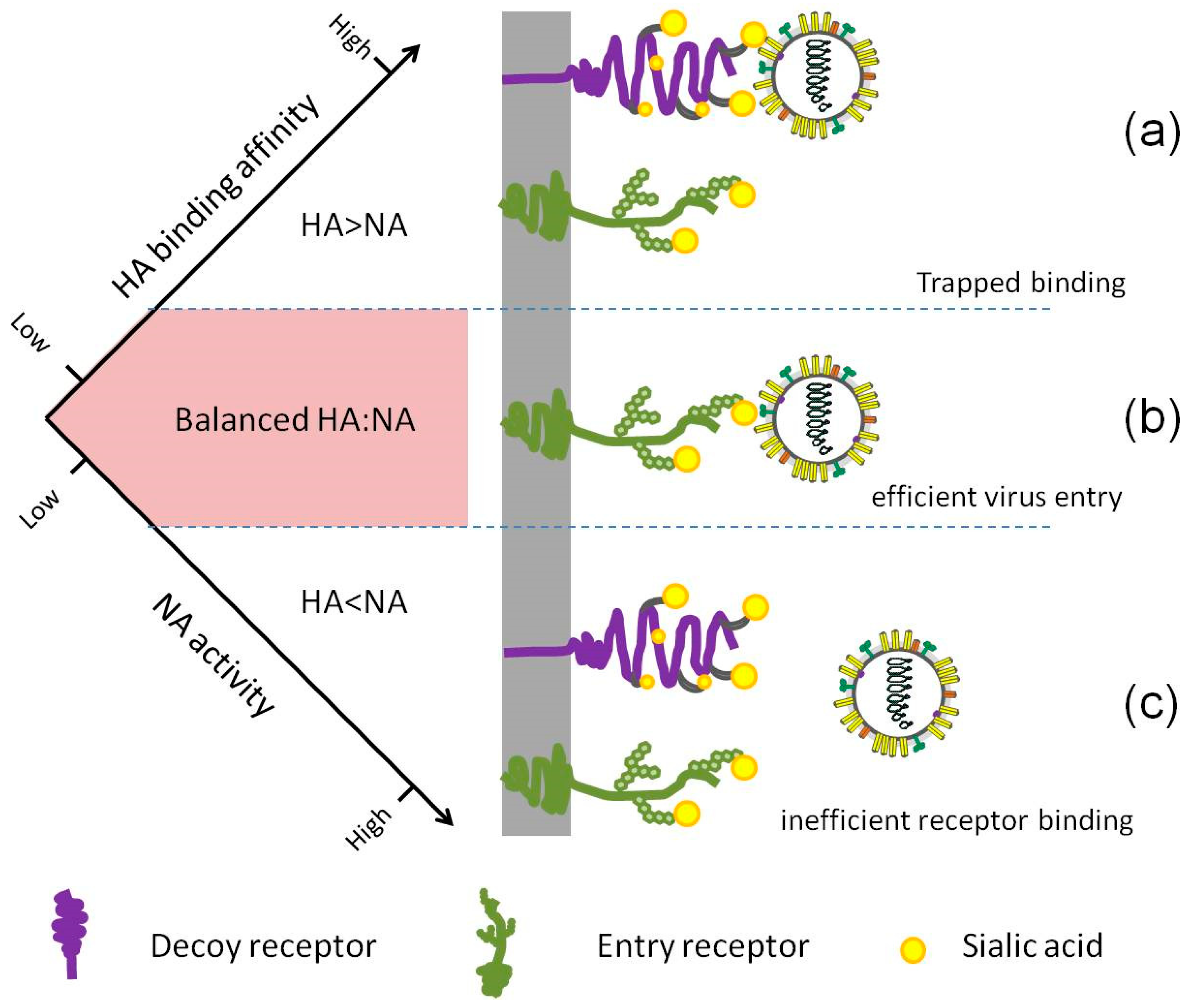 Viruses 11 00458 g003 Viruses 11 00458 g003