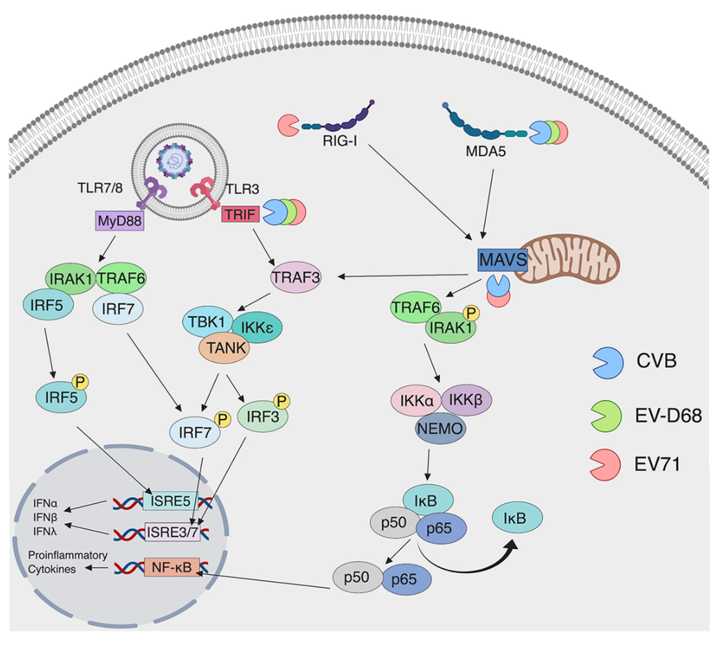 Viruses 11 00460 g003