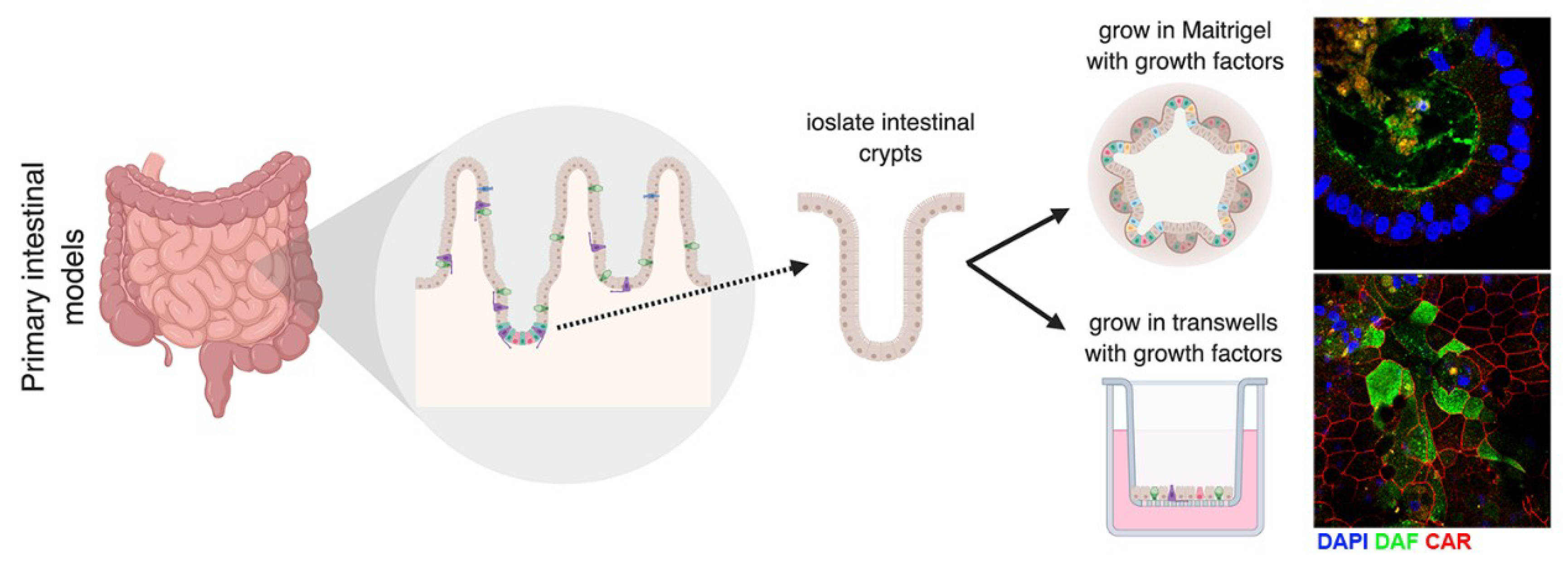 Viruses 11 00460 g004