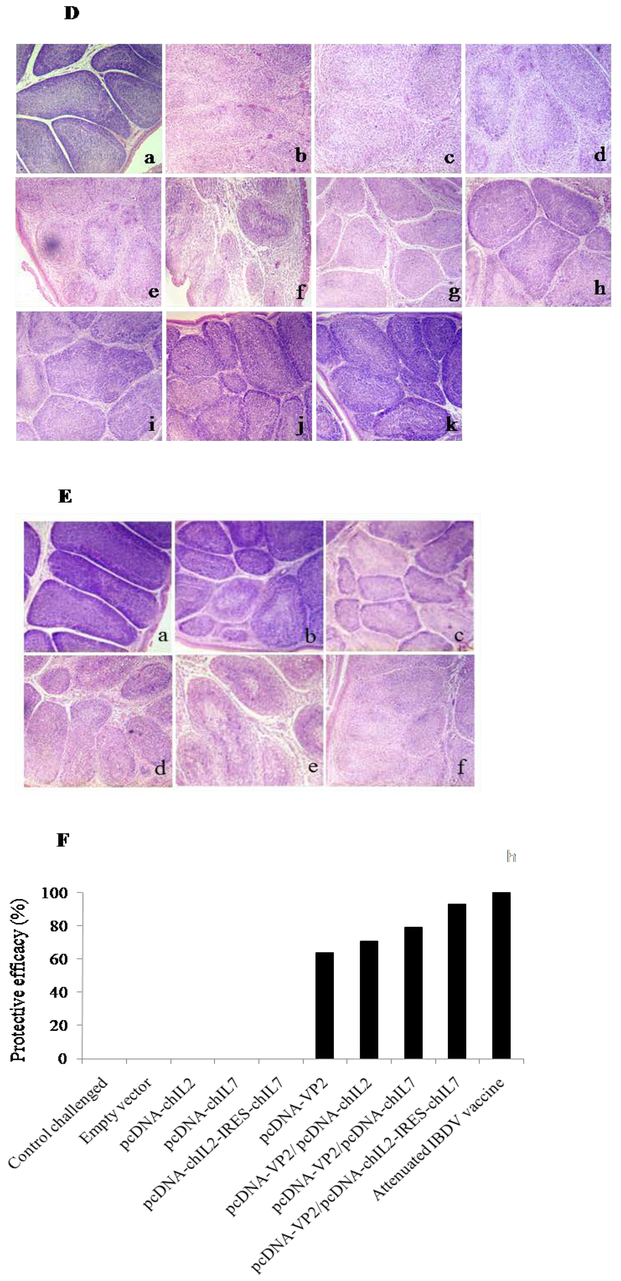 Viruses 11 00476 g006b Viruses 11 00476 g006b