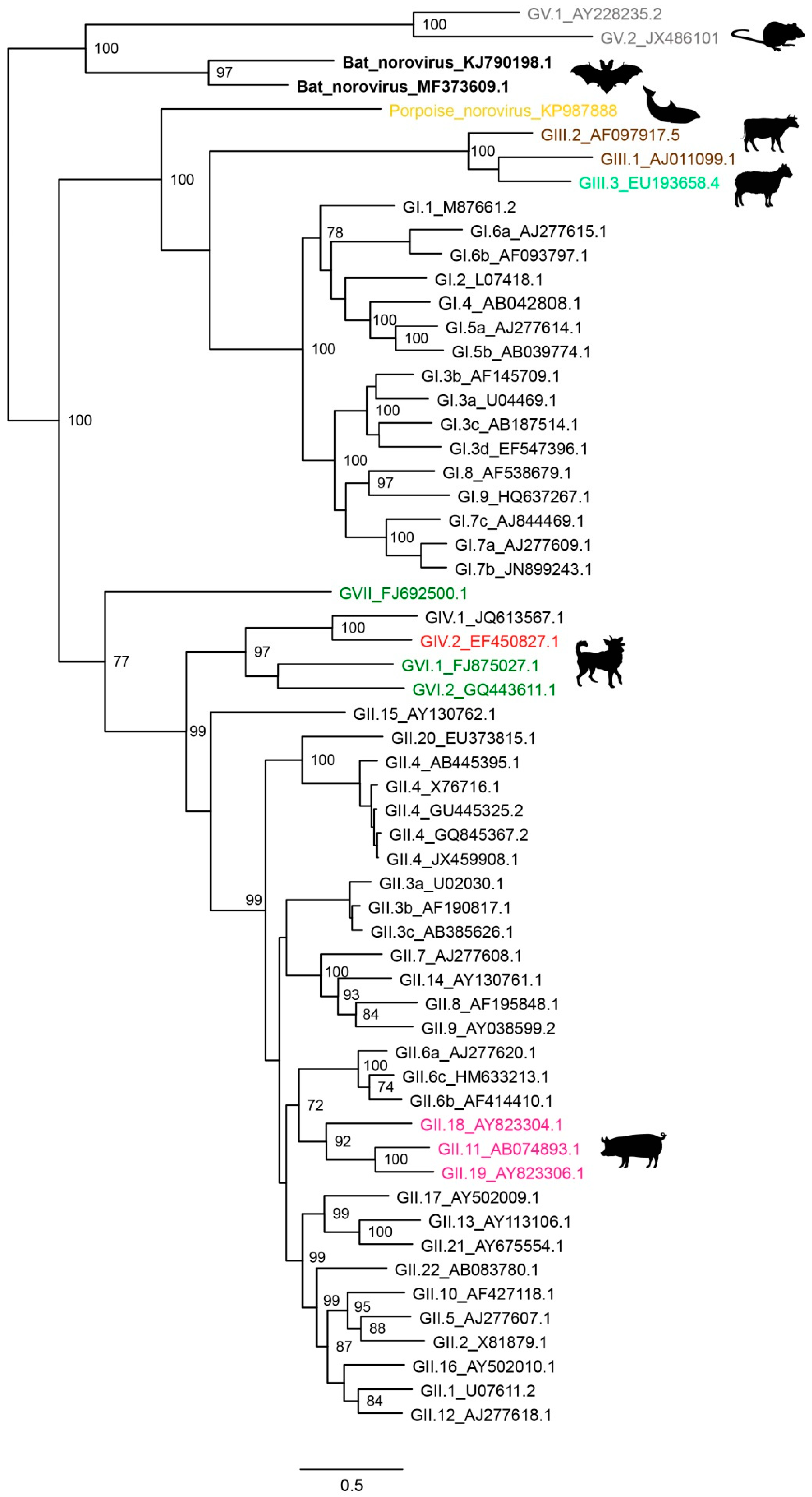 Viruses 11 00478 g002