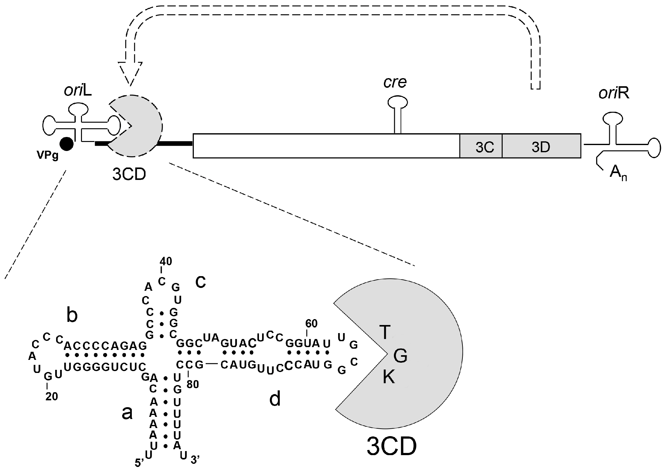Viruses 11 00479 g001 Viruses 11 00479 g001