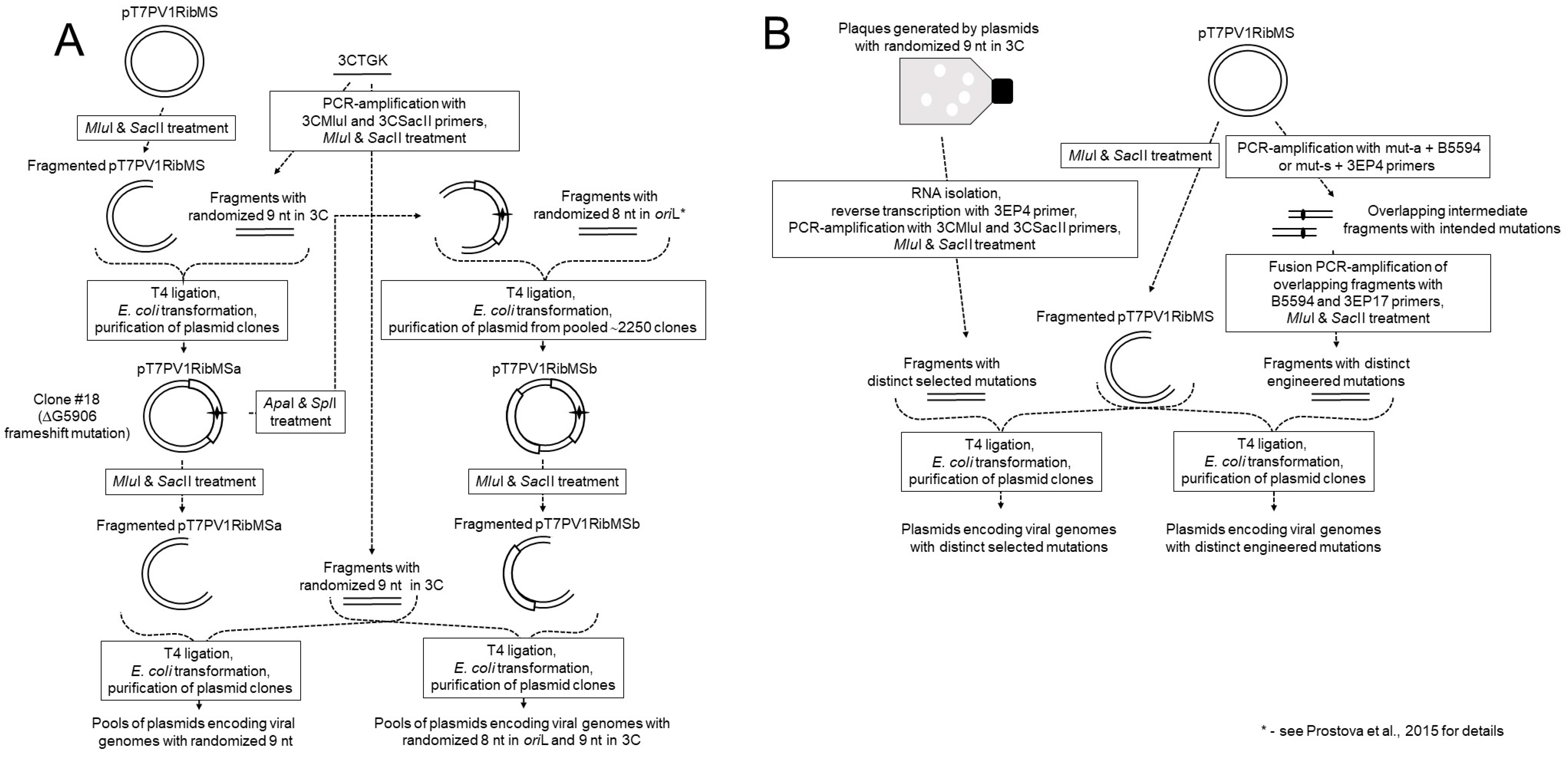 Viruses 11 00479 g002 Viruses 11 00479 g002