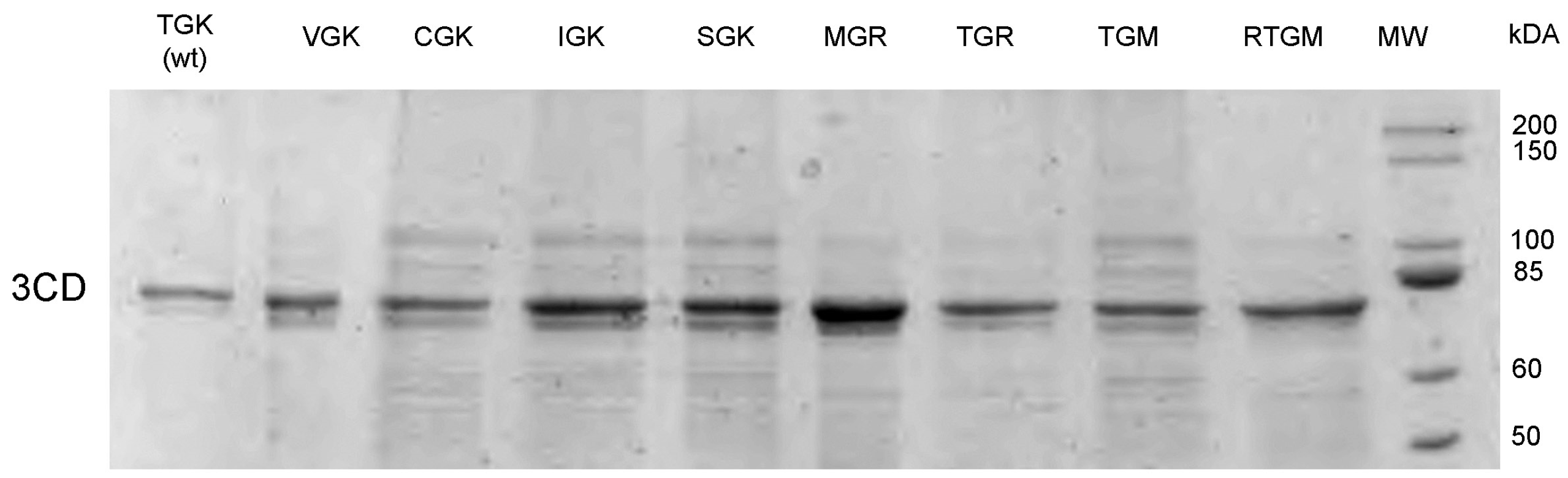Viruses 11 00479 g003 Viruses 11 00479 g003