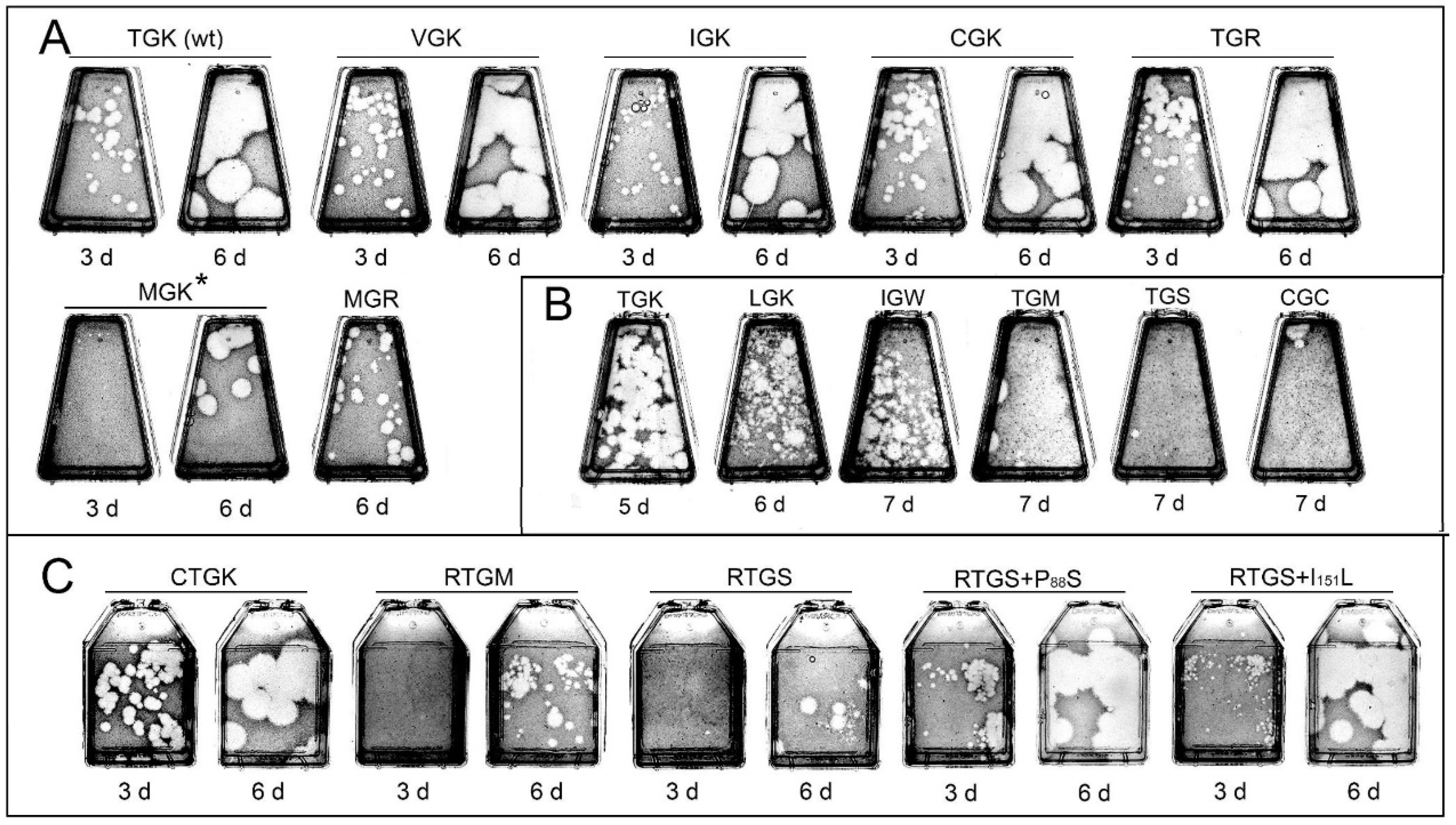 Viruses 11 00479 g004 Viruses 11 00479 g004