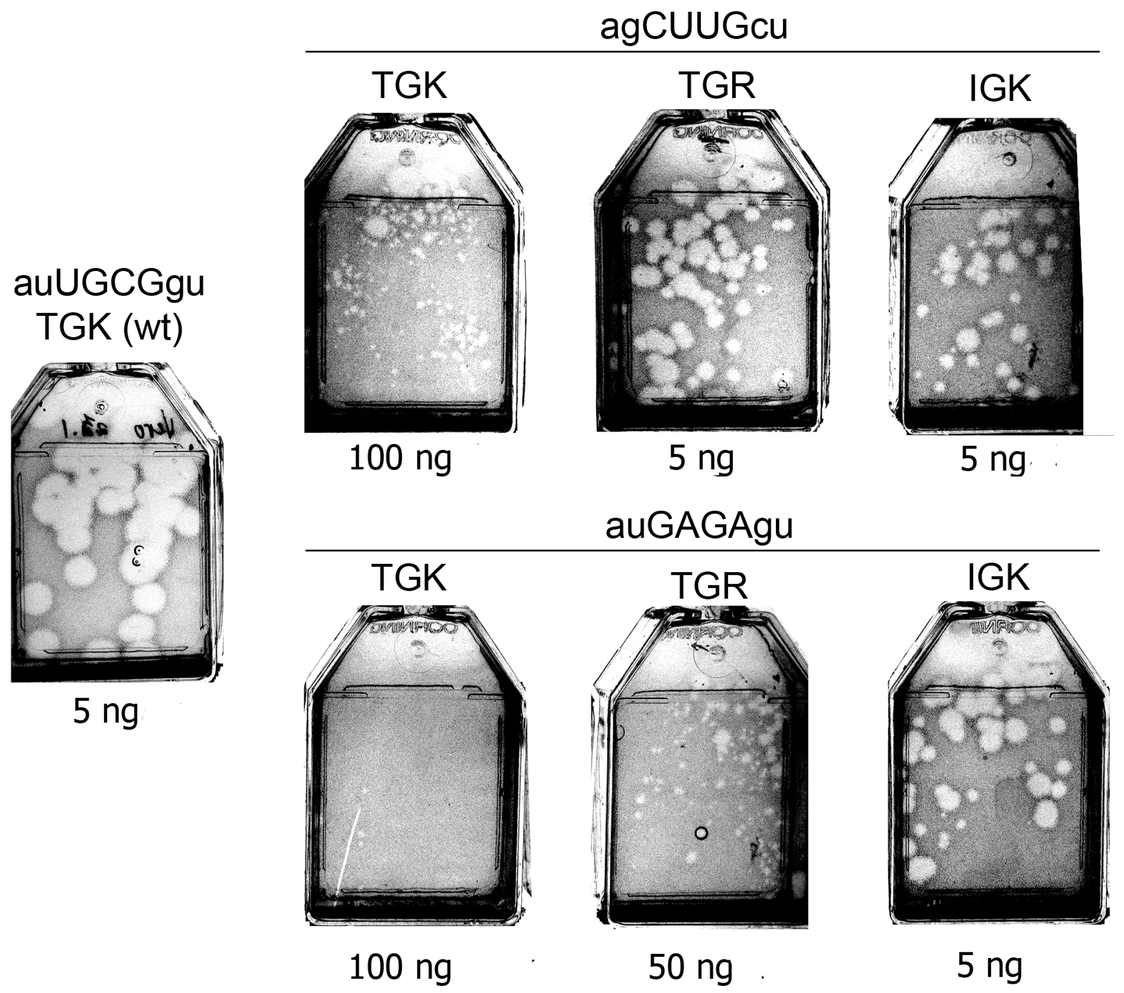Viruses 11 00479 g005 Viruses 11 00479 g005