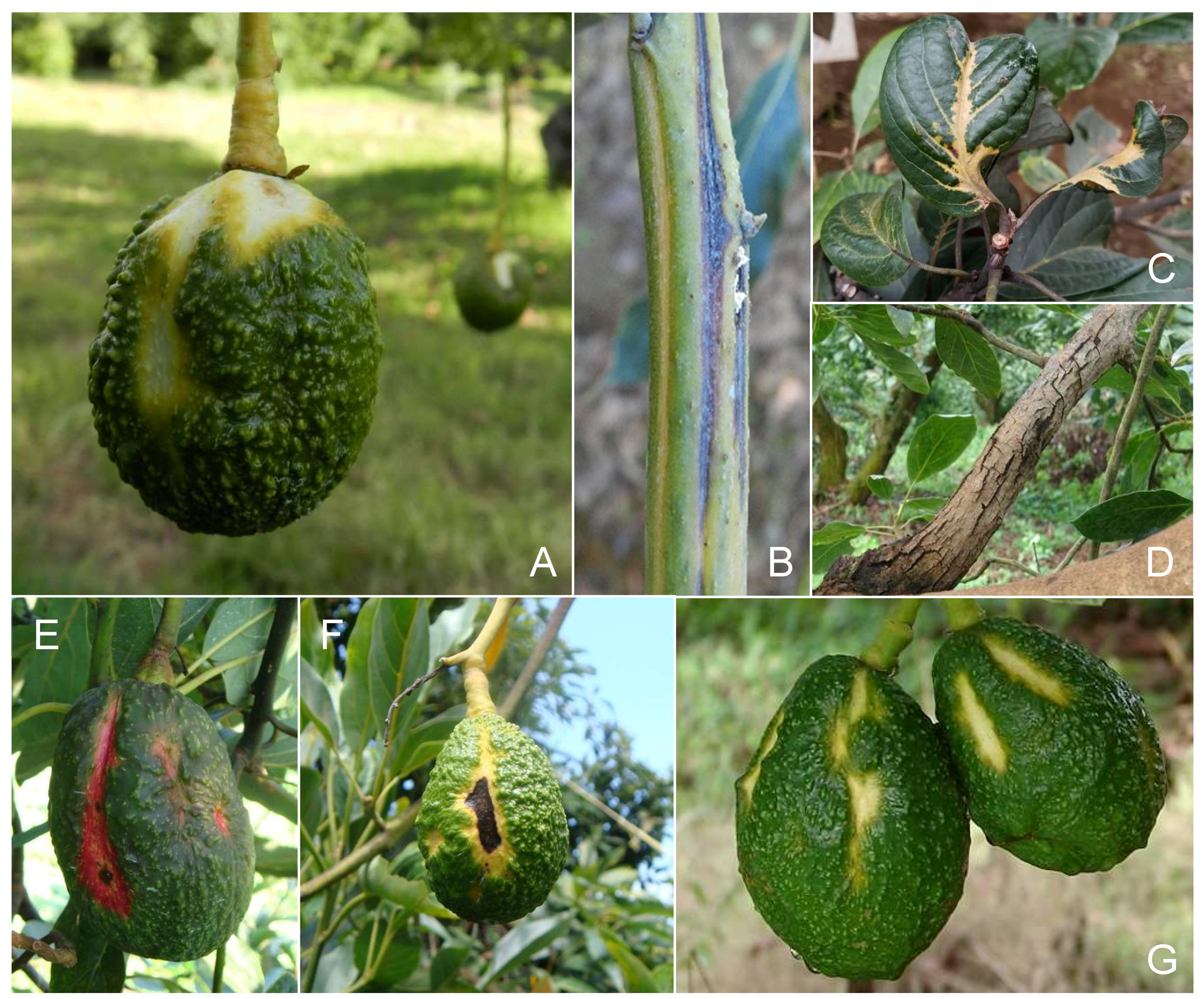 Viruses 11 00491 g002