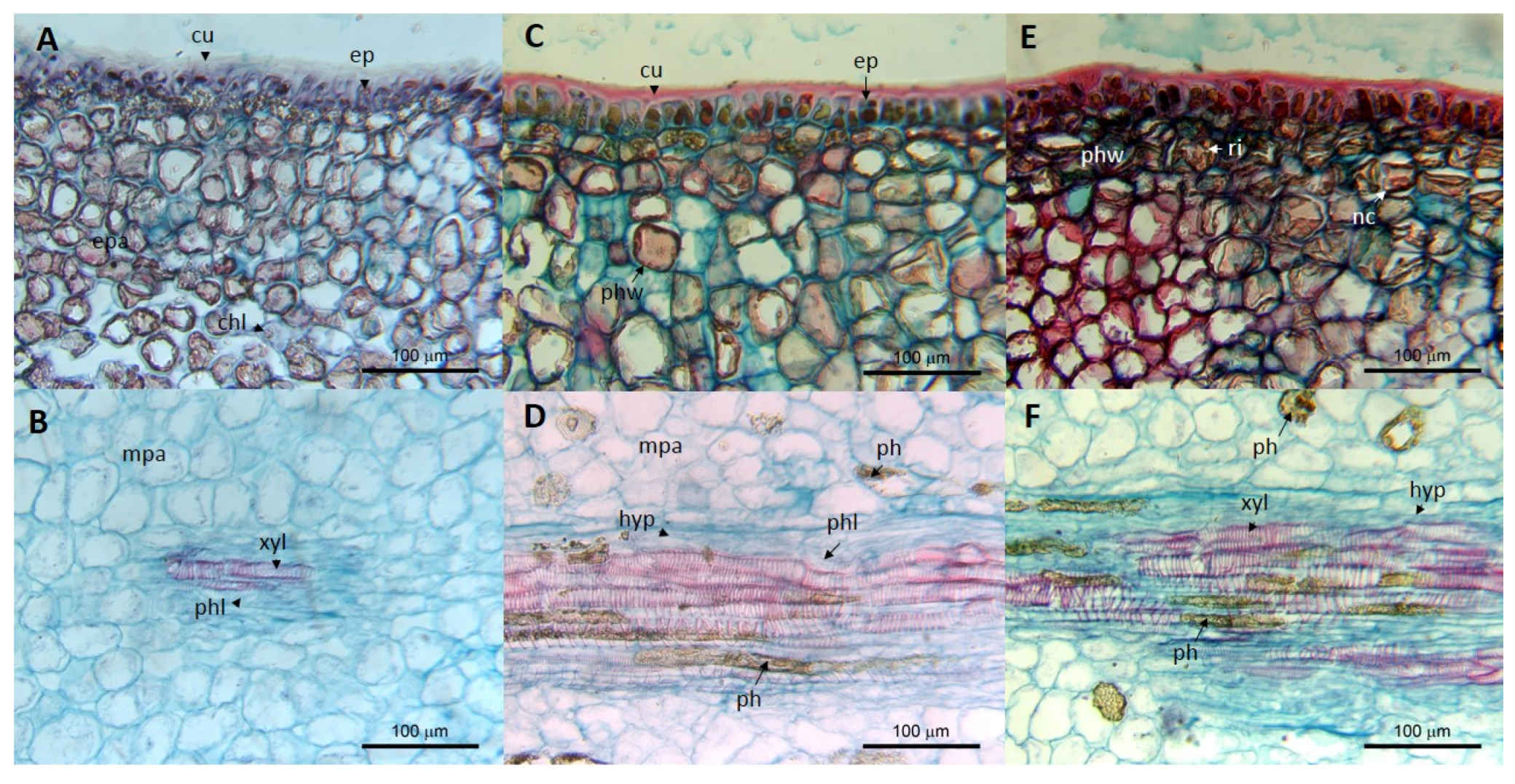 Viruses 11 00491 g003
