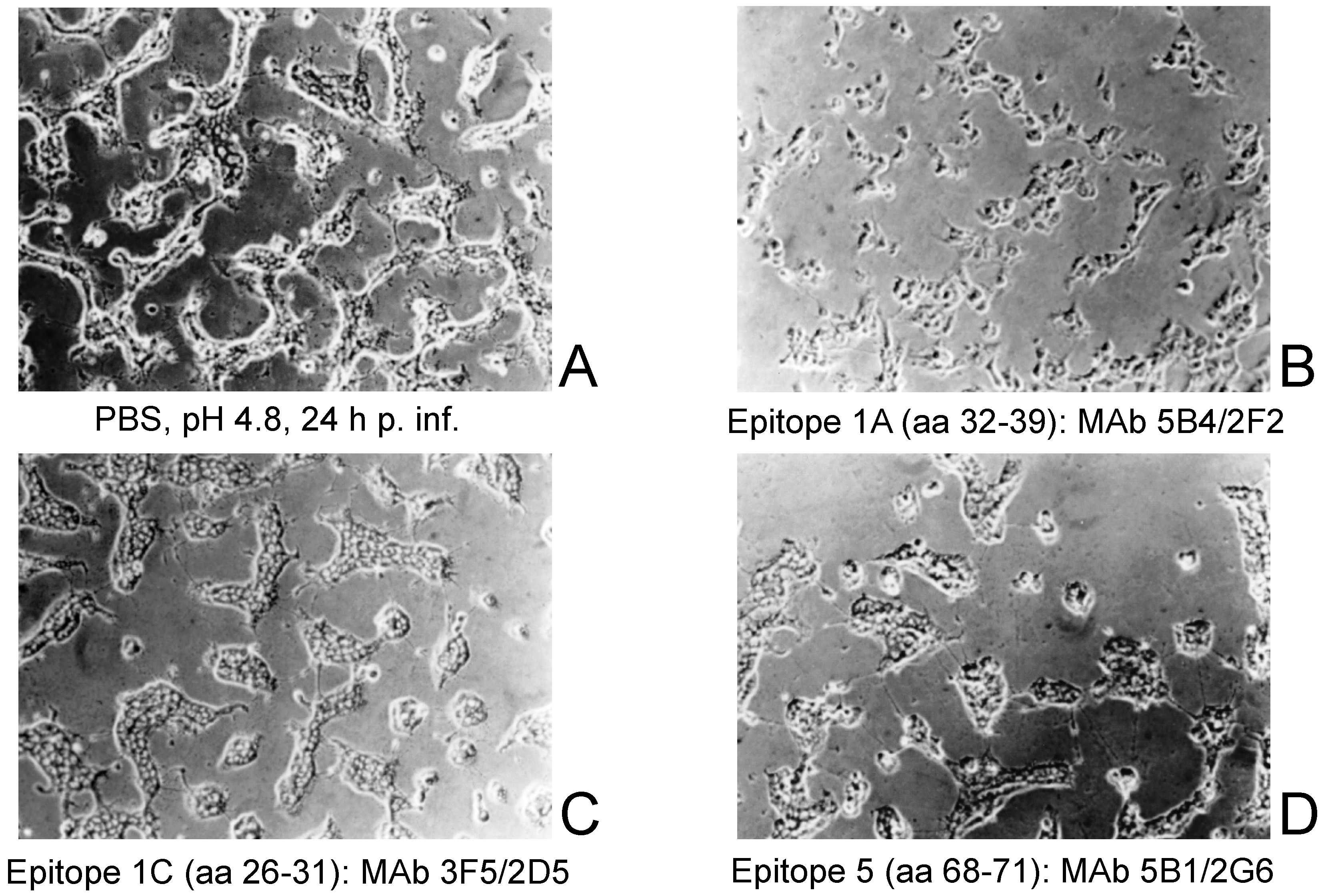 Viruses 11 00493 g003 Viruses 11 00493 g003
