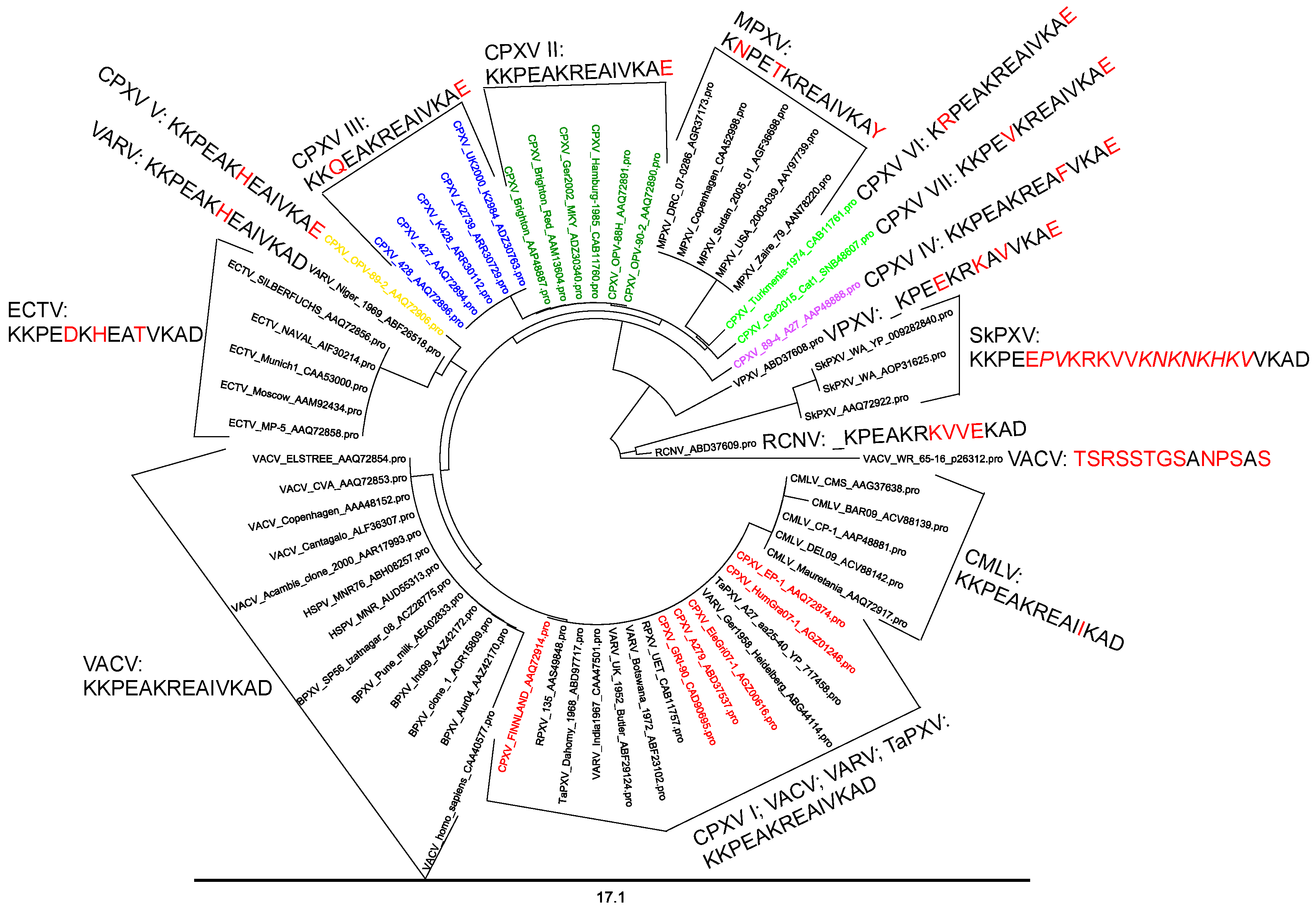 Viruses 11 00493 g005 Viruses 11 00493 g005