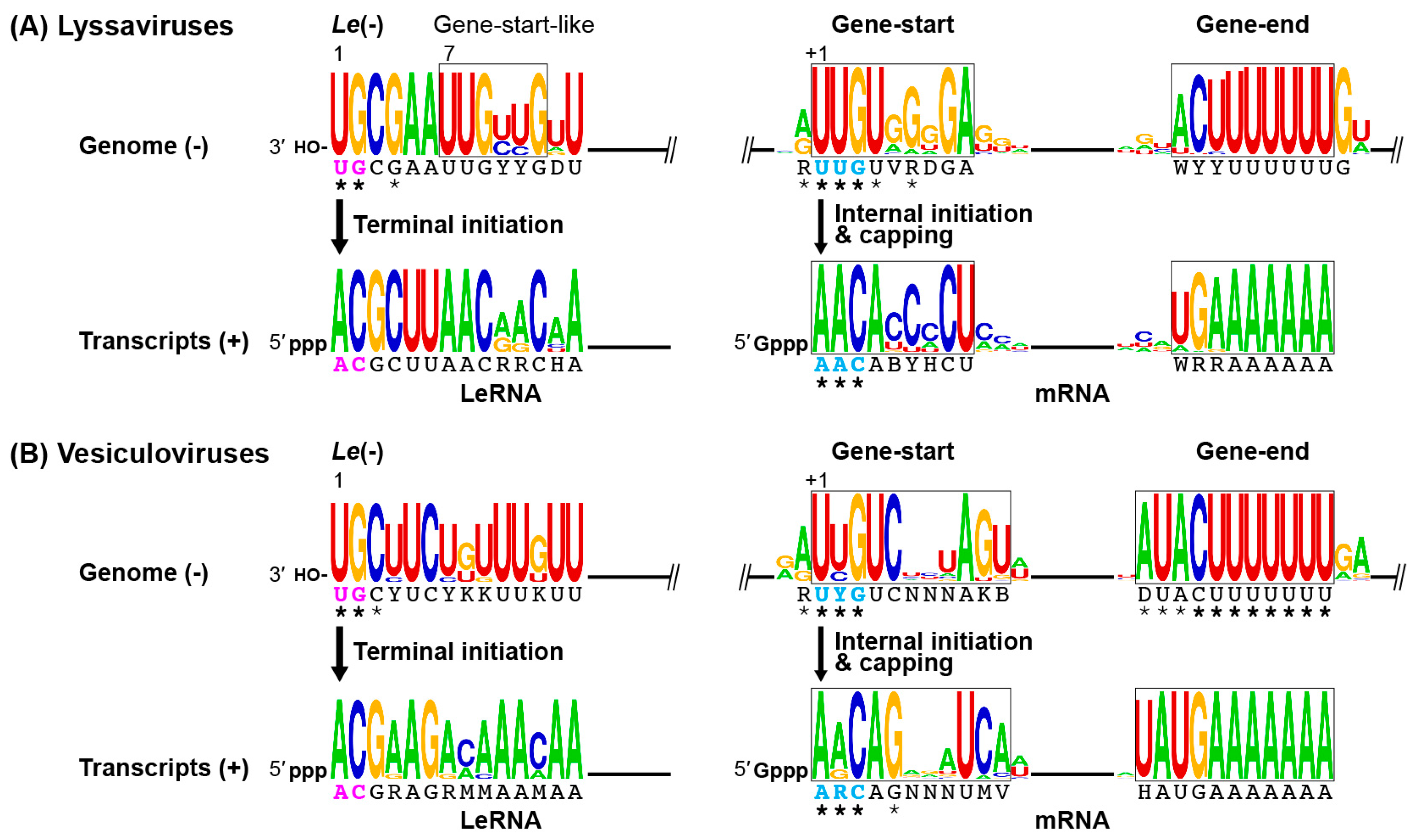 Viruses 11 00504 g002