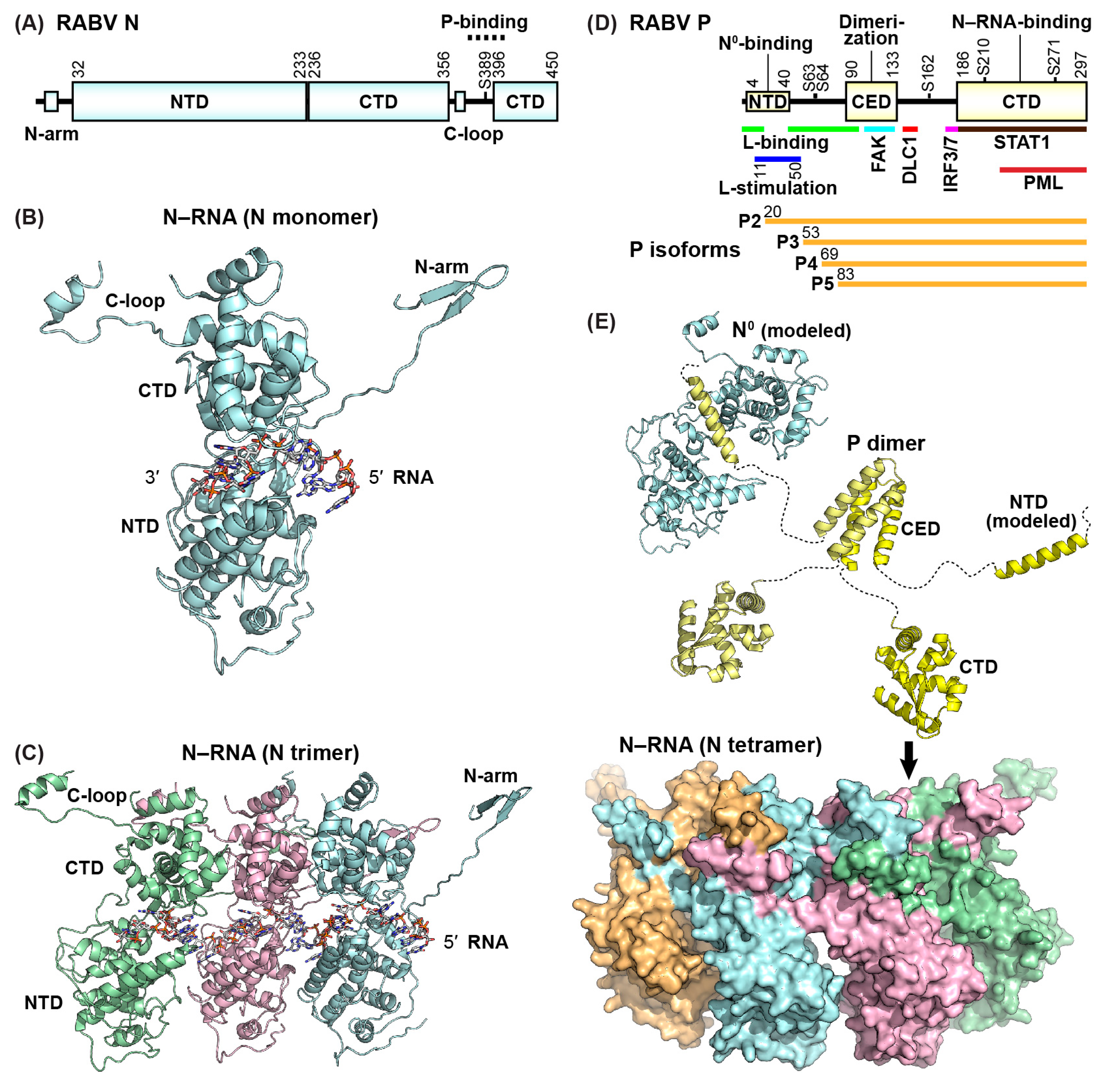 Viruses 11 00504 g003