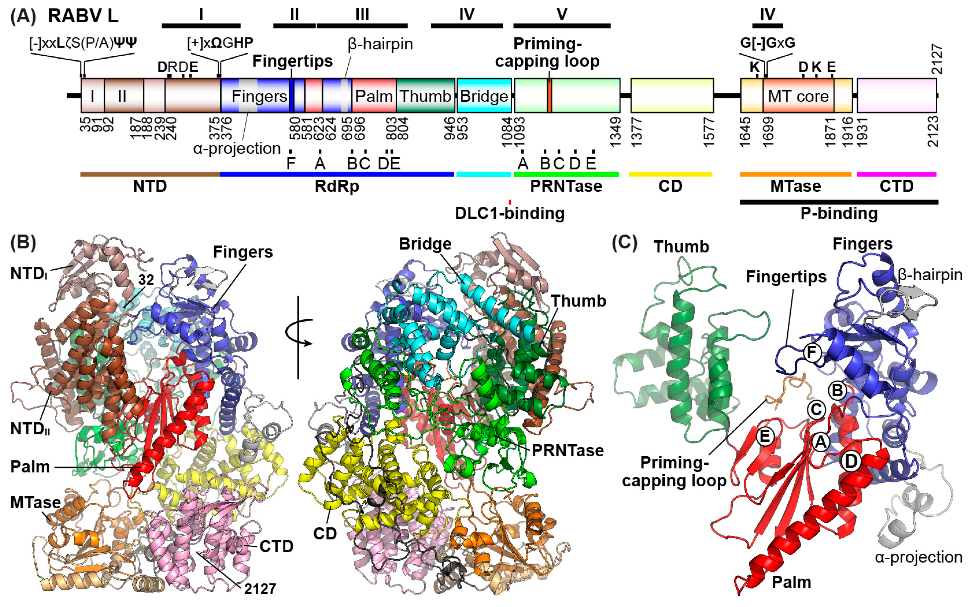 Viruses 11 00504 g004