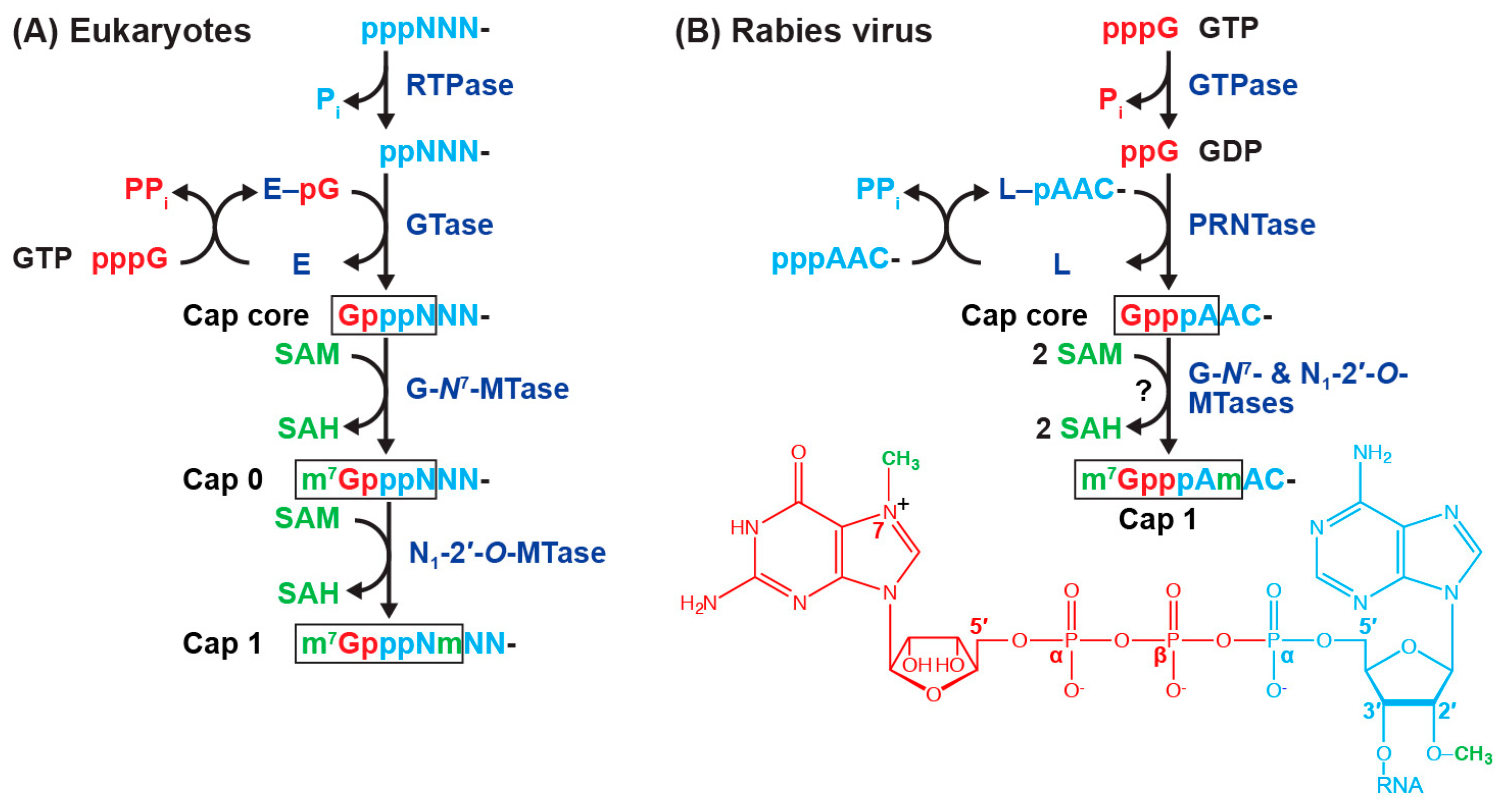 Viruses 11 00504 g005