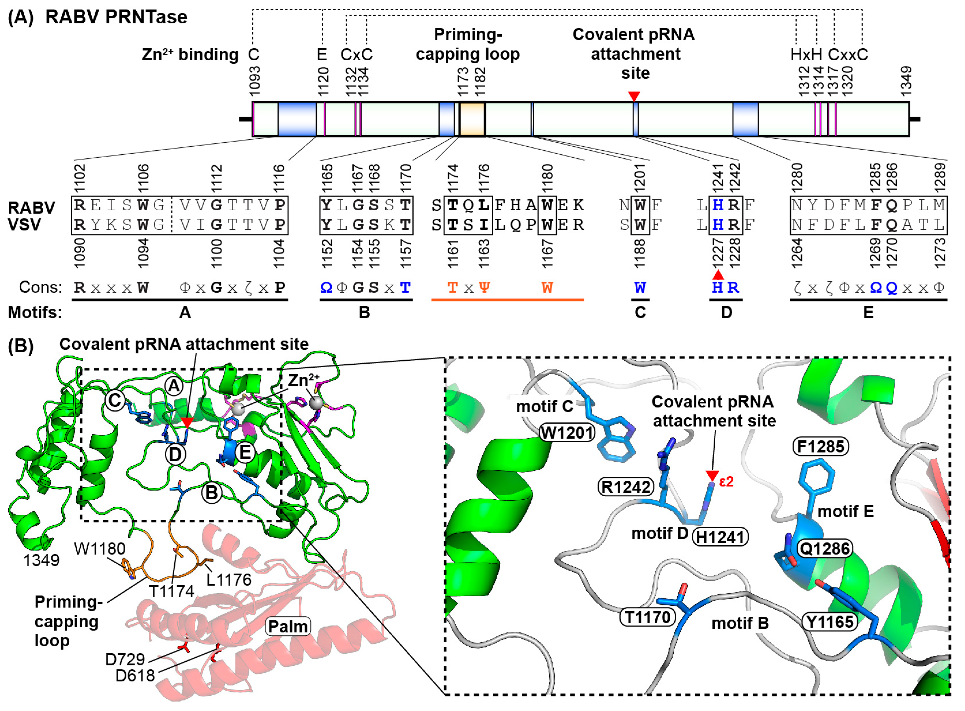 Viruses 11 00504 g006