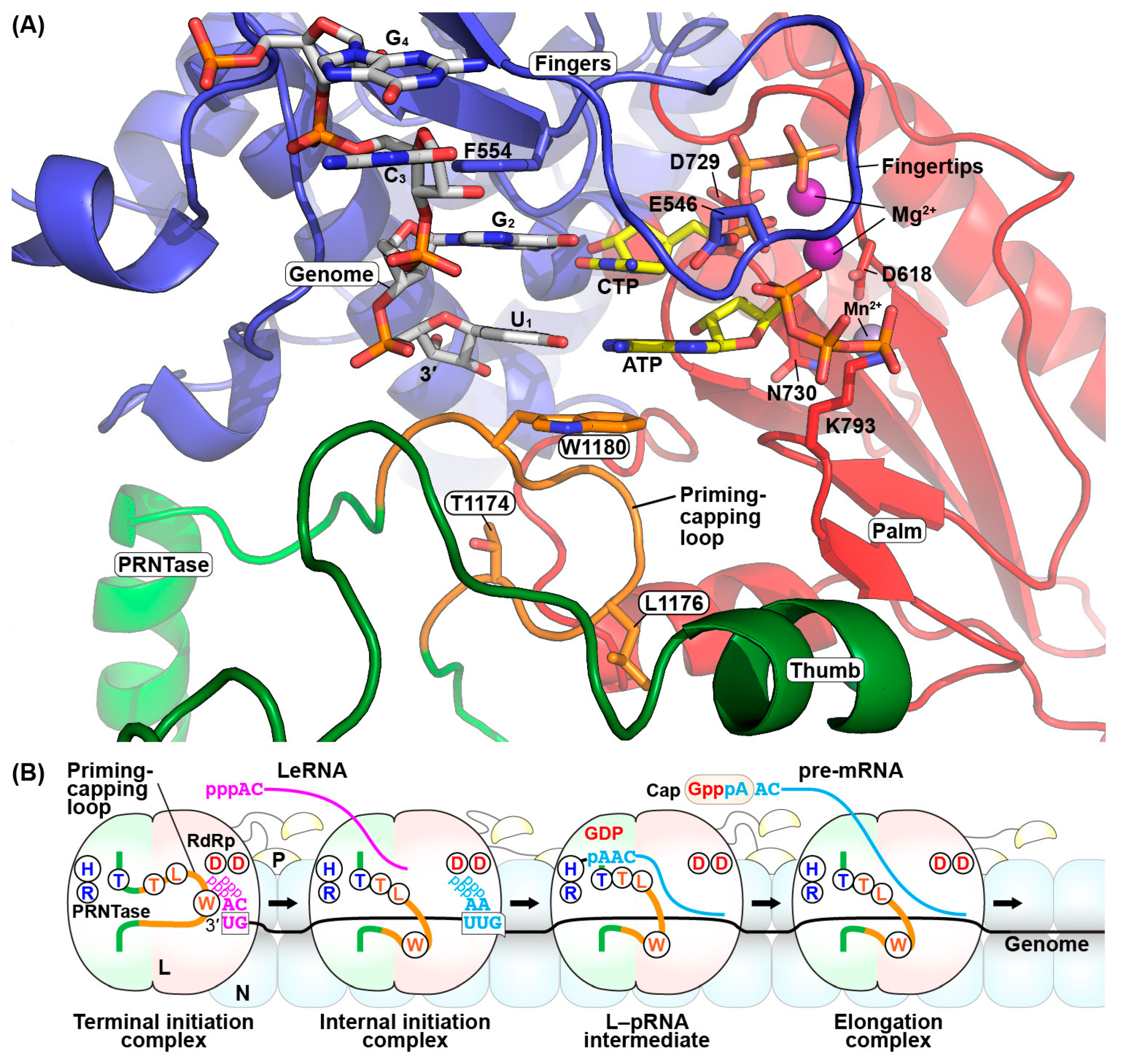 Viruses 11 00504 g007