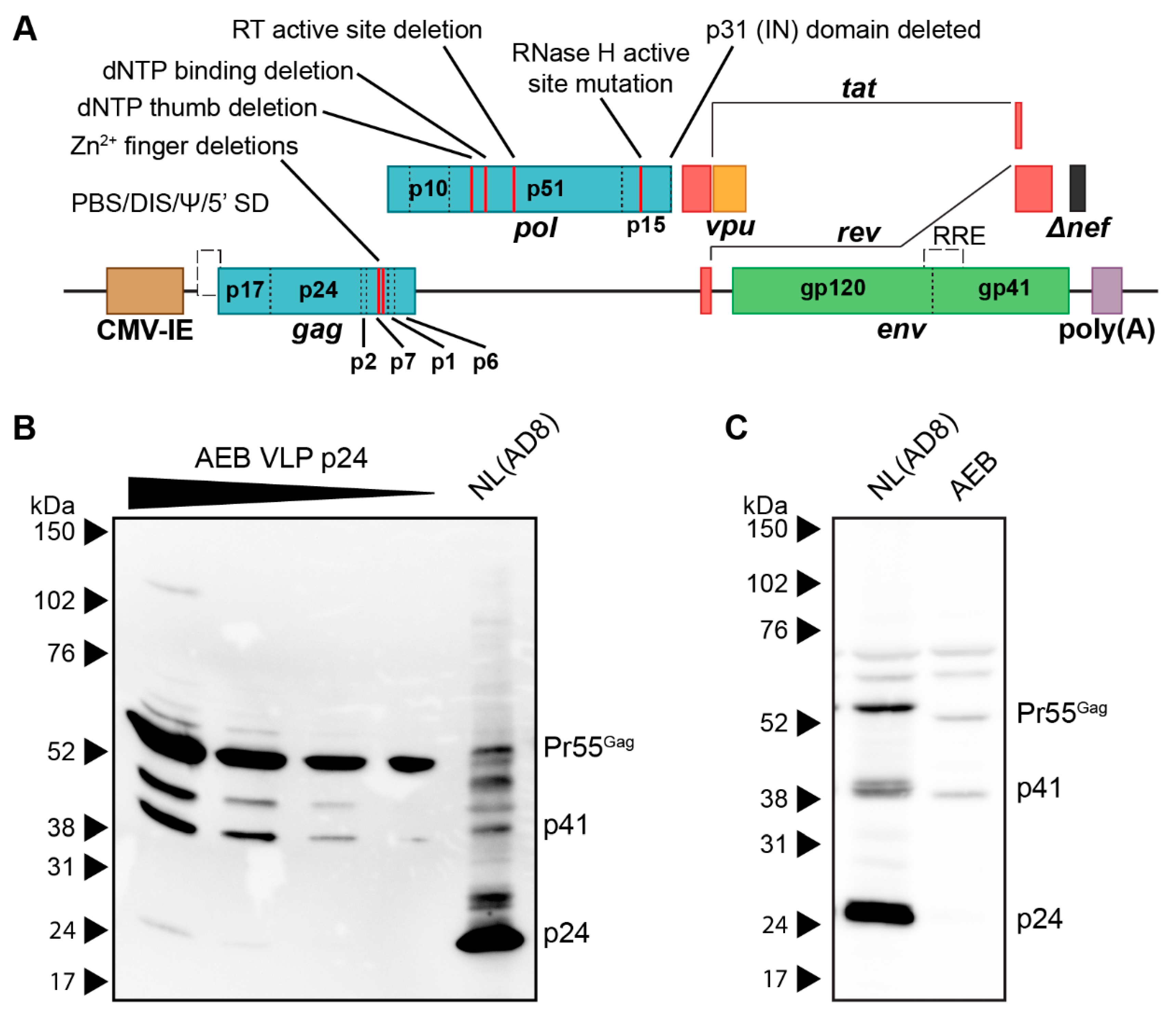 Viruses 11 00507 g001