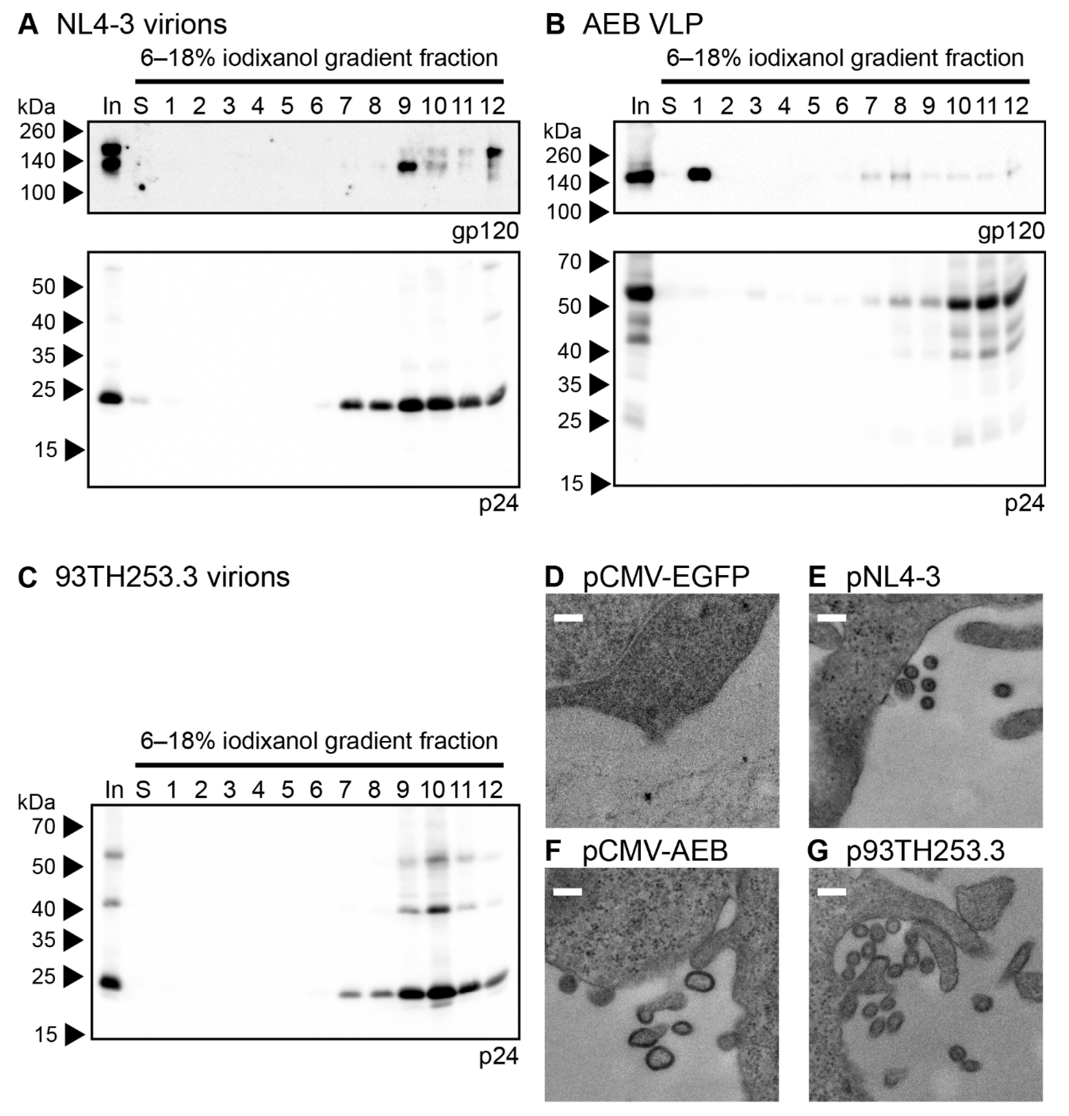 Viruses 11 00507 g002