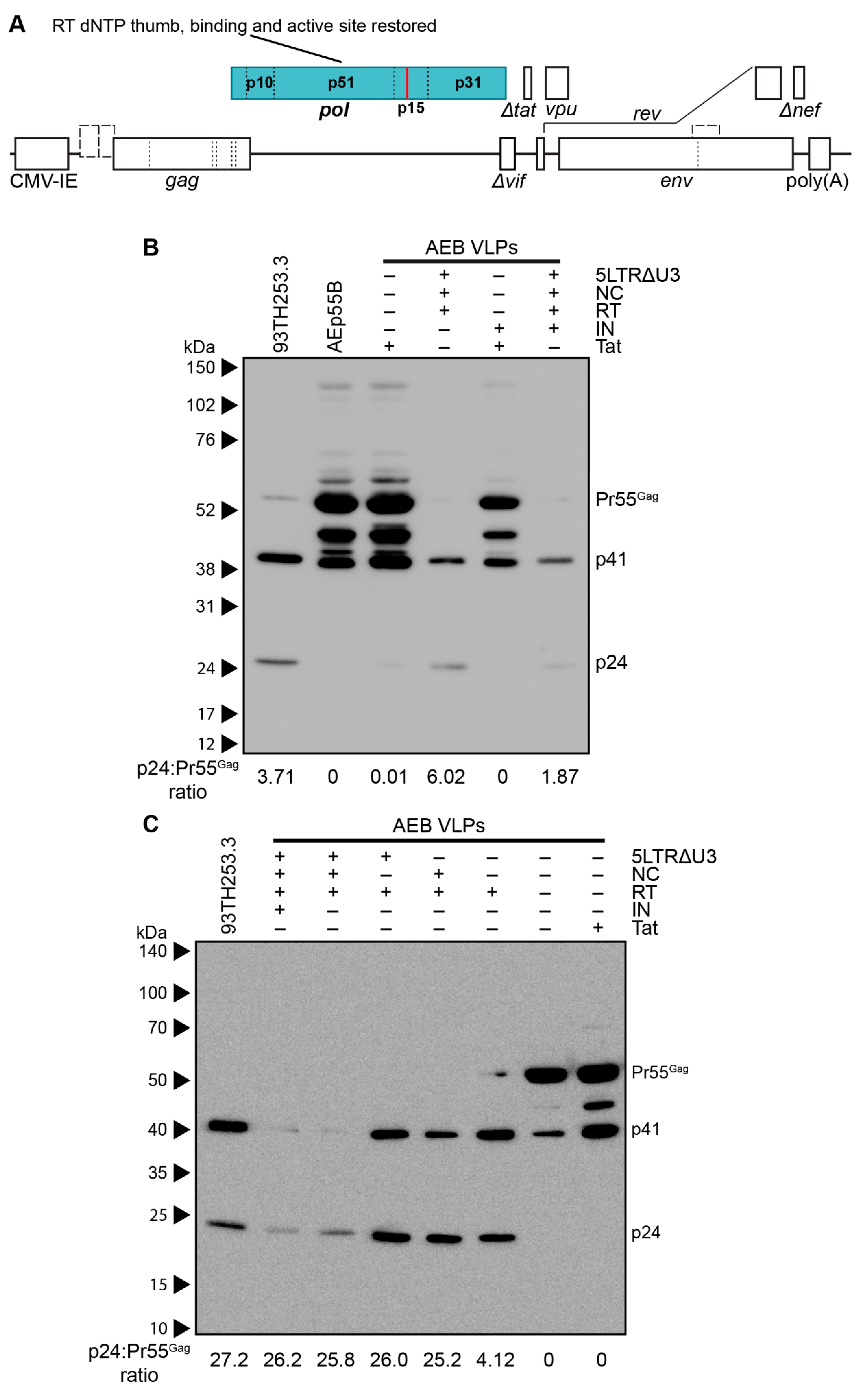 Viruses 11 00507 g004