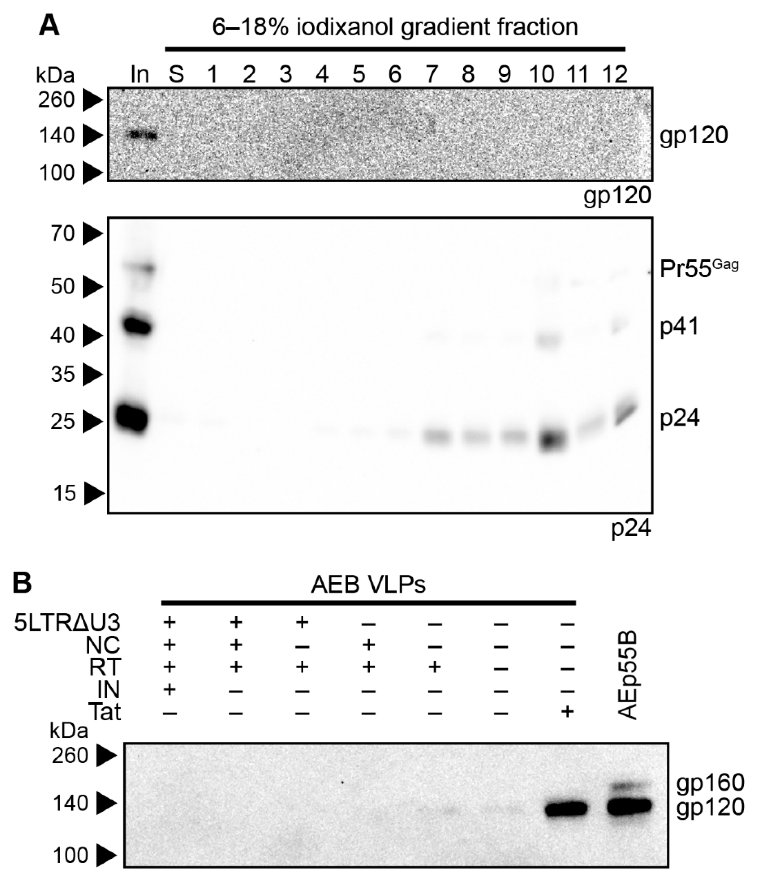 Viruses 11 00507 g005
